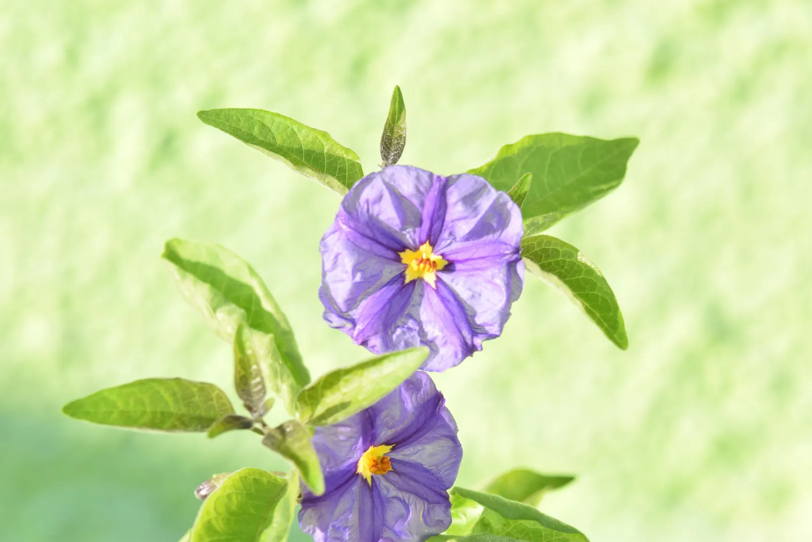 Blue Potato Bush (Lycianthes Rantonnetii) — sporting vivid yellow centers; regular pruning not only maintains the desired shape but also encourages, image 64