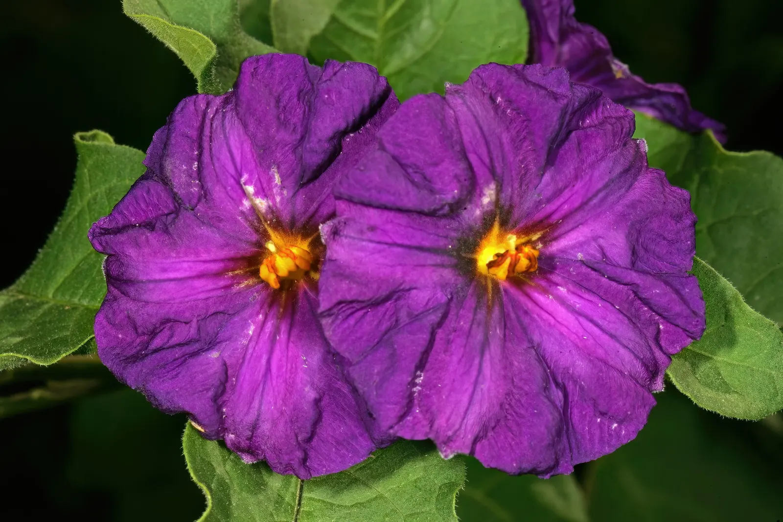 Blue Potato Bush (Lycianthes Rantonnetii) — is an enchanting evergreen shrub that can add a touch of exotic allure to any garden