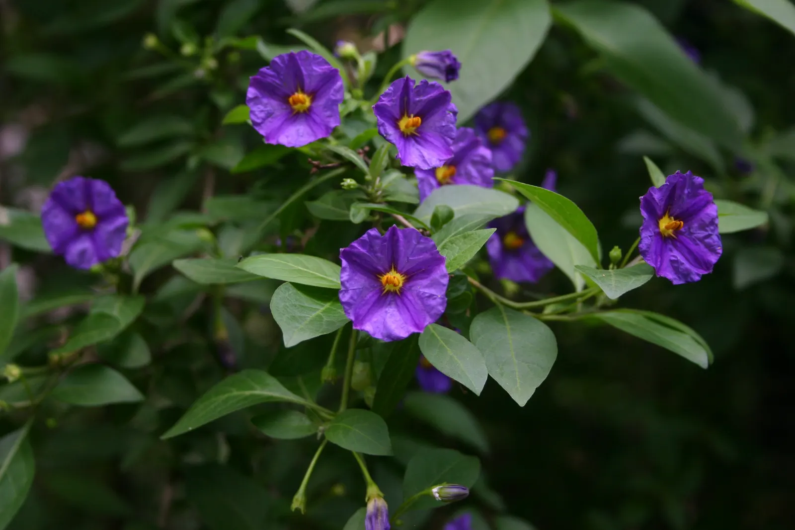 Blue Potato Bush (Lycianthes Rantonnetii) — blooms from summer to fall; shrub / vine for full or half, image 54