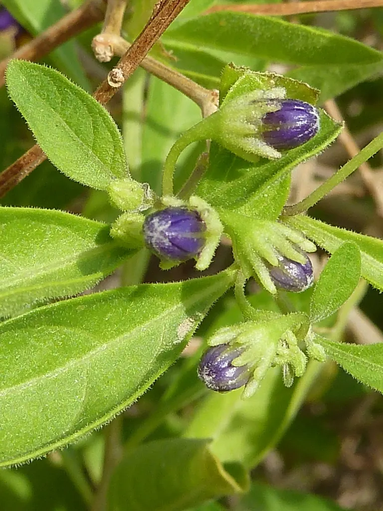 Blue Potato Bush (Lycianthes Rantonnetii) — blooms from summer to fall