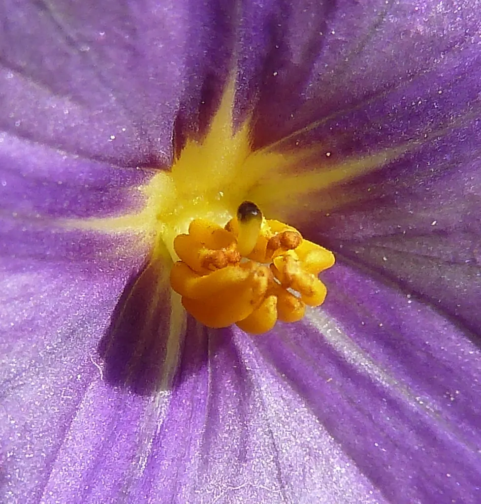 Blue Potato Bush (Lycianthes Rantonnetii) — the Blue Potato Bush will be a resplendent addition to your client's garden