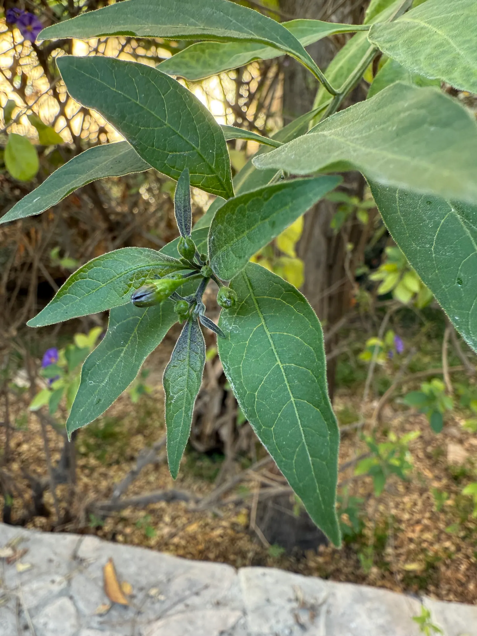 Blue Potato Bush (Lycianthes Rantonnetii) — the Blue Potato Bush will be a resplendent addition to your client's garden; commonly termed Blue Potato Bush