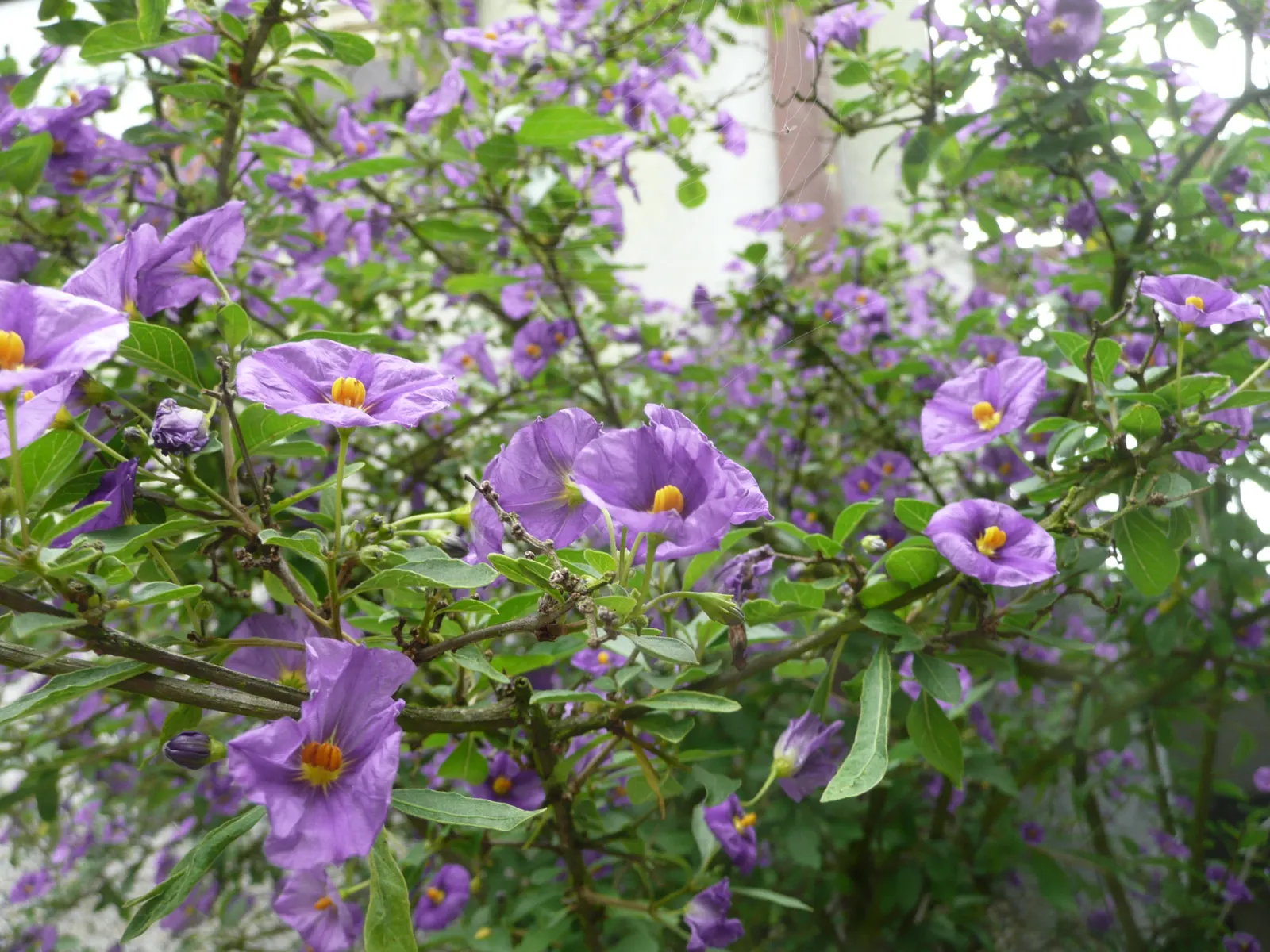 Blue Potato Bush (Lycianthes Rantonnetii) — creating a striking display against the dark green leaves