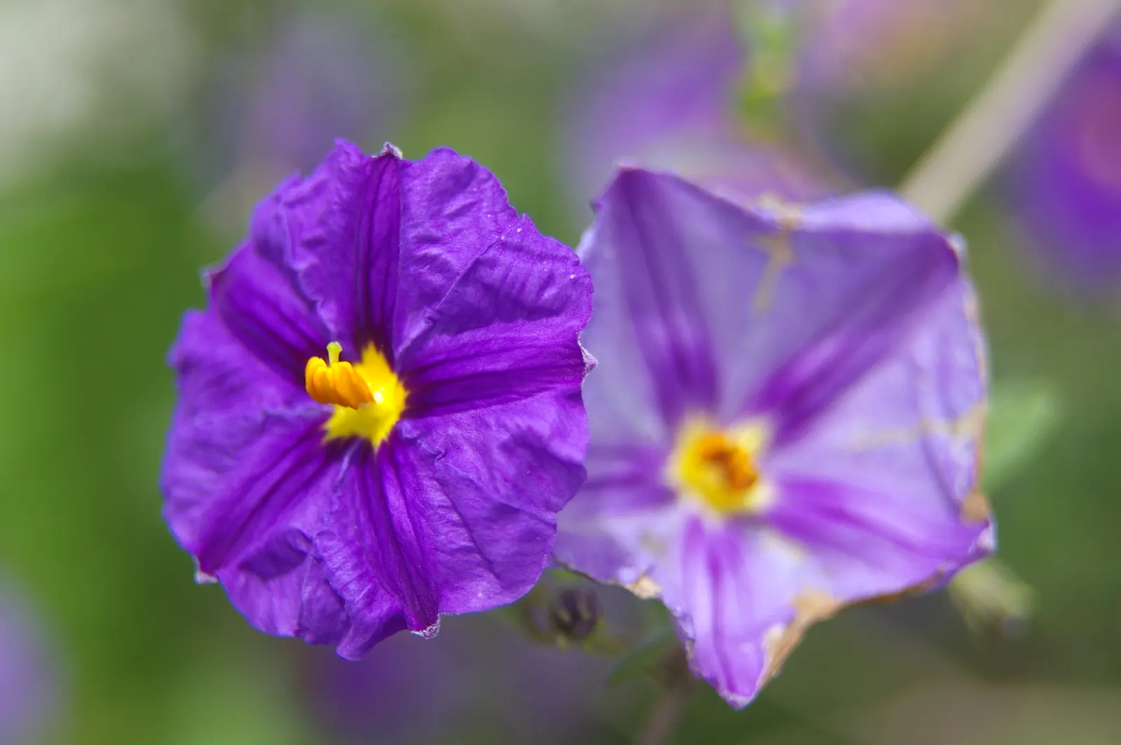 Blue Potato Bush (Lycianthes Rantonnetii) — Regular pruning not only maintains the desired shape but also encourages more prolific blooming; the true glory of