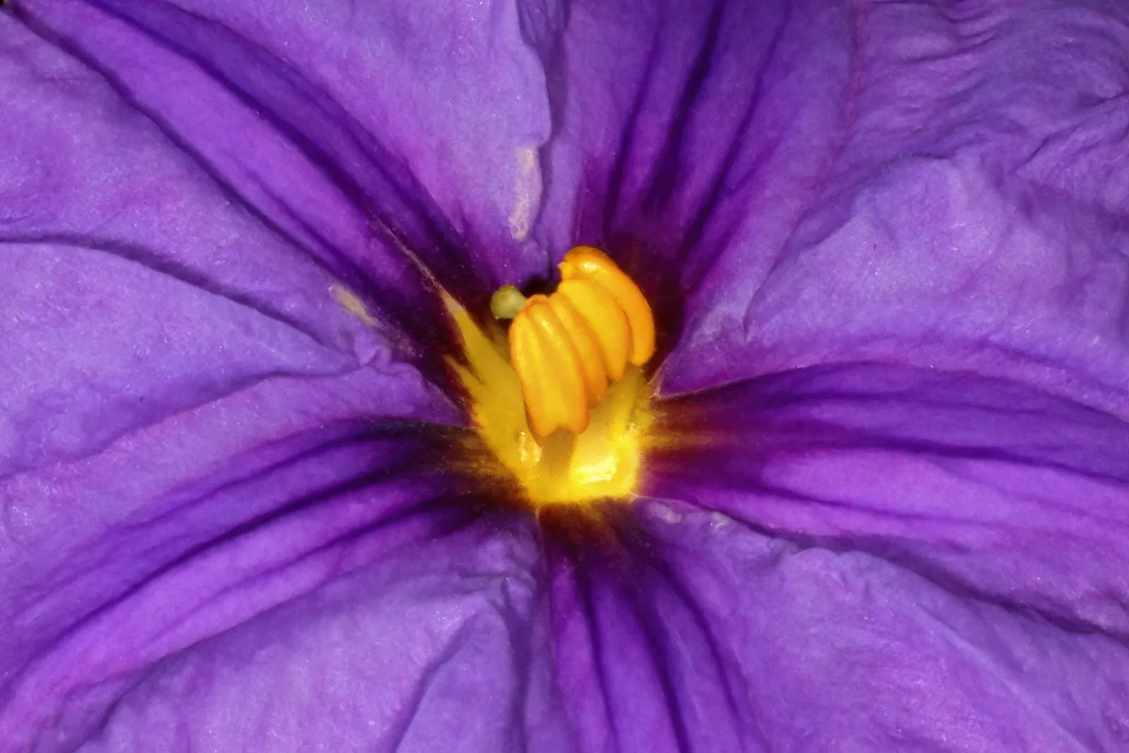 Blue Potato Bush (Lycianthes Rantonnetii) — commonly termed Blue Potato Bush; blooms from summer to fall, image 51