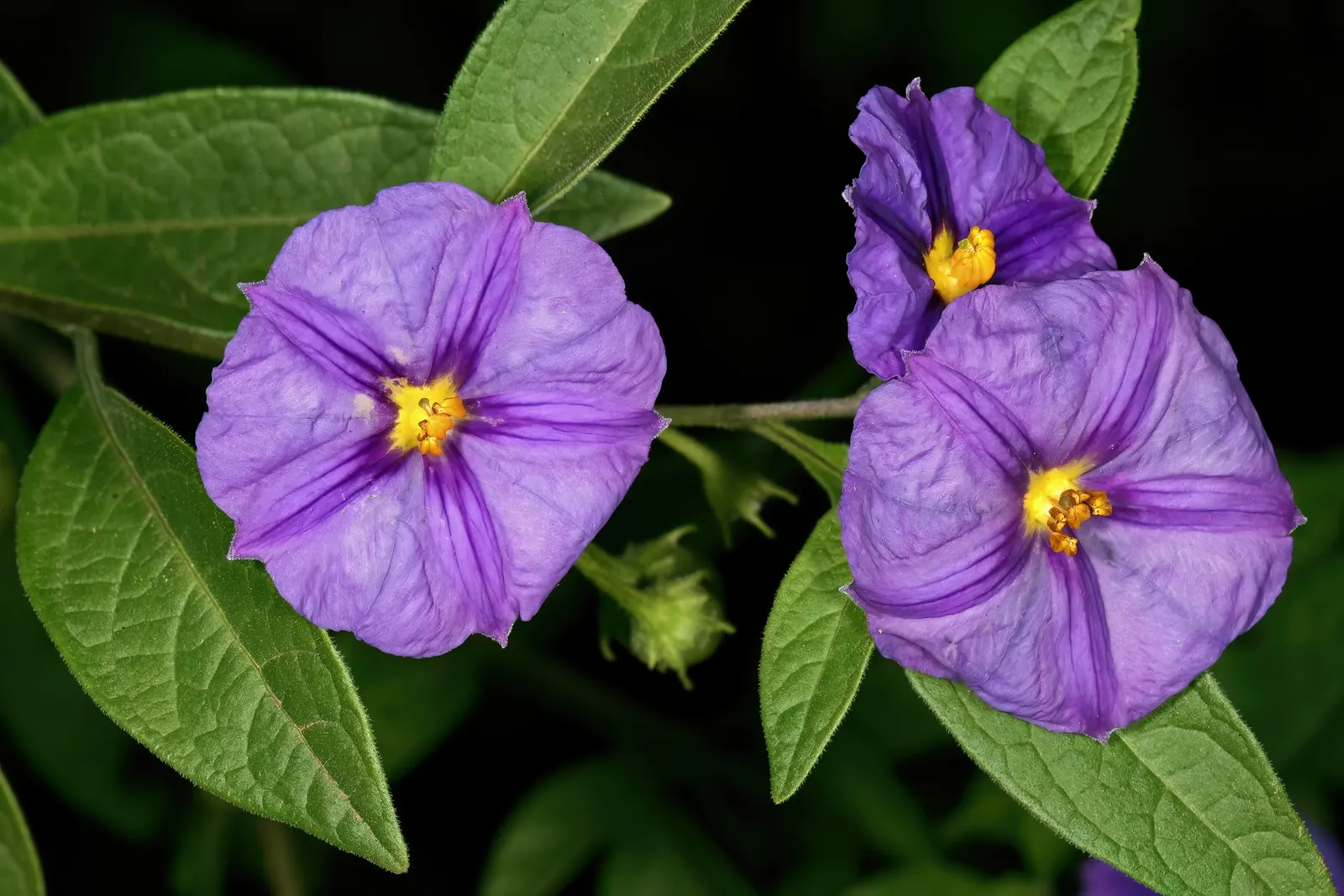 Blue Potato Bush (Lycianthes Rantonnetii) — which resemble those of its nightshade family relatives