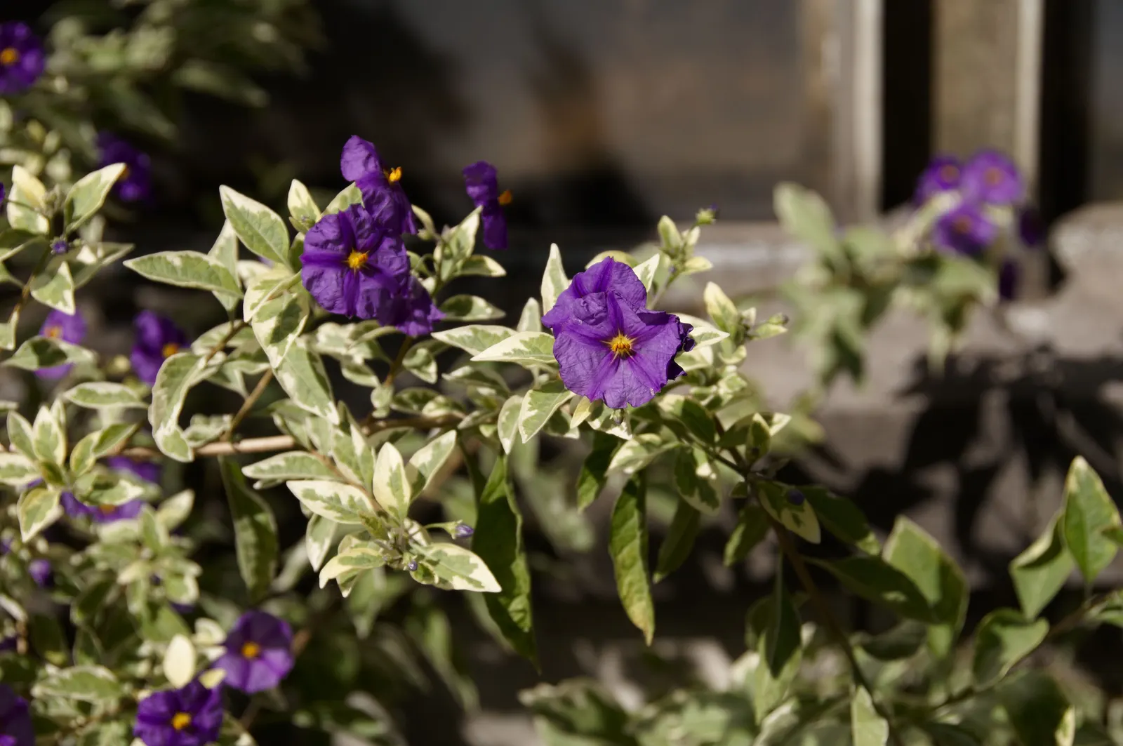 Blue Potato Bush (Lycianthes Rantonnetii) — bloom from spring through fall and even into winter in milder climates; evergreen shrub reaching, image 65