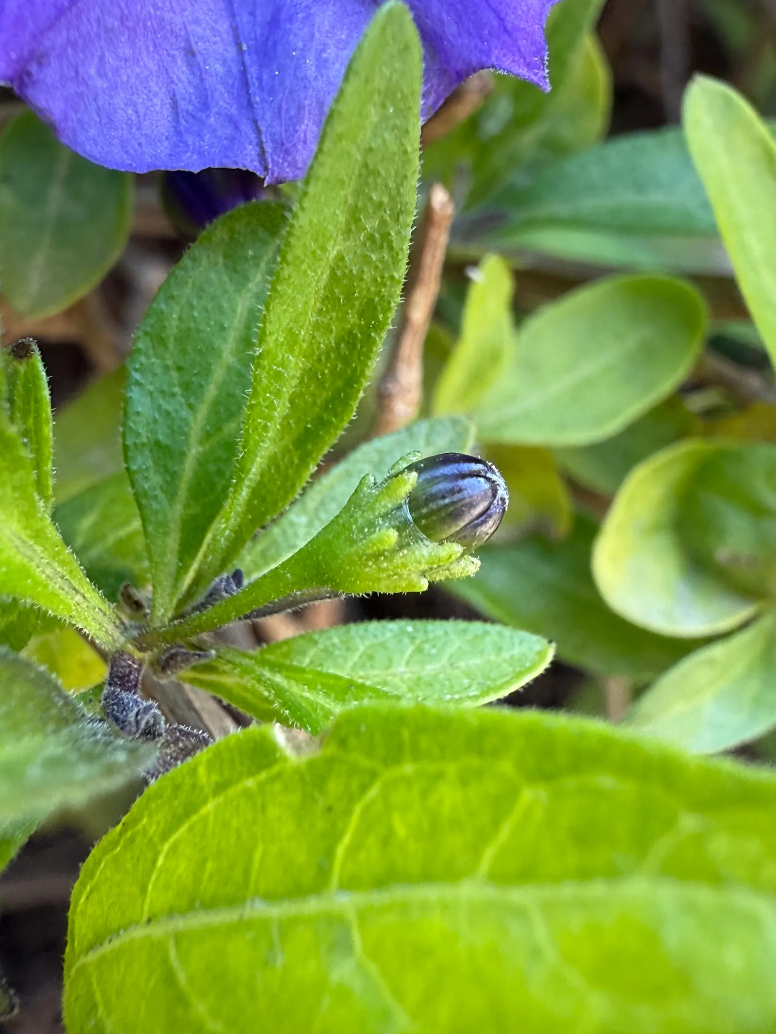 Blue Potato Bush (Lycianthes Rantonnetii) — blooms from summer to fall; shrub / vine for full or half