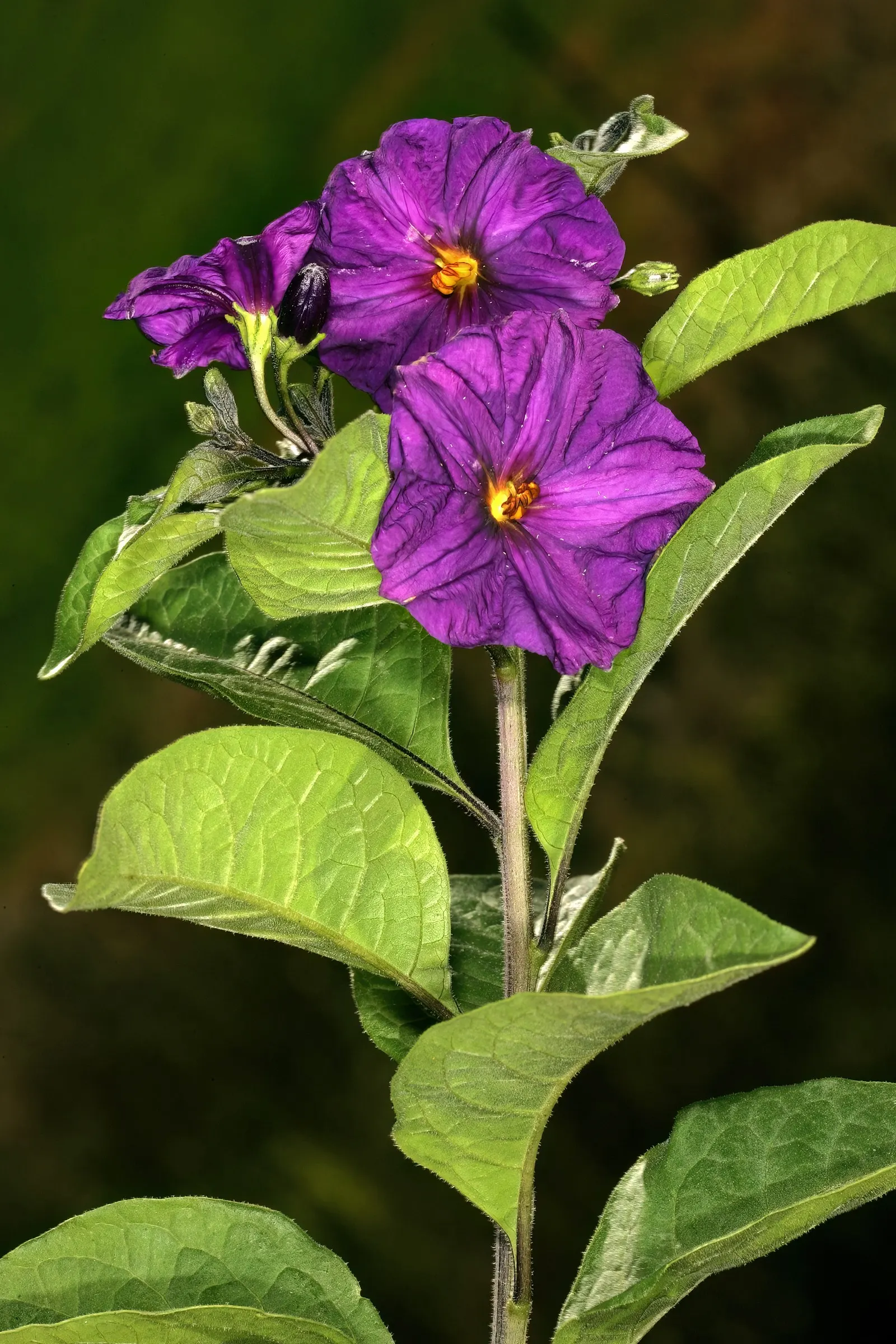 Blue Potato Bush (Lycianthes Rantonnetii) — providing a long season of visual interest.<br><br>Preferring full sun to partial shade; typically, image 66