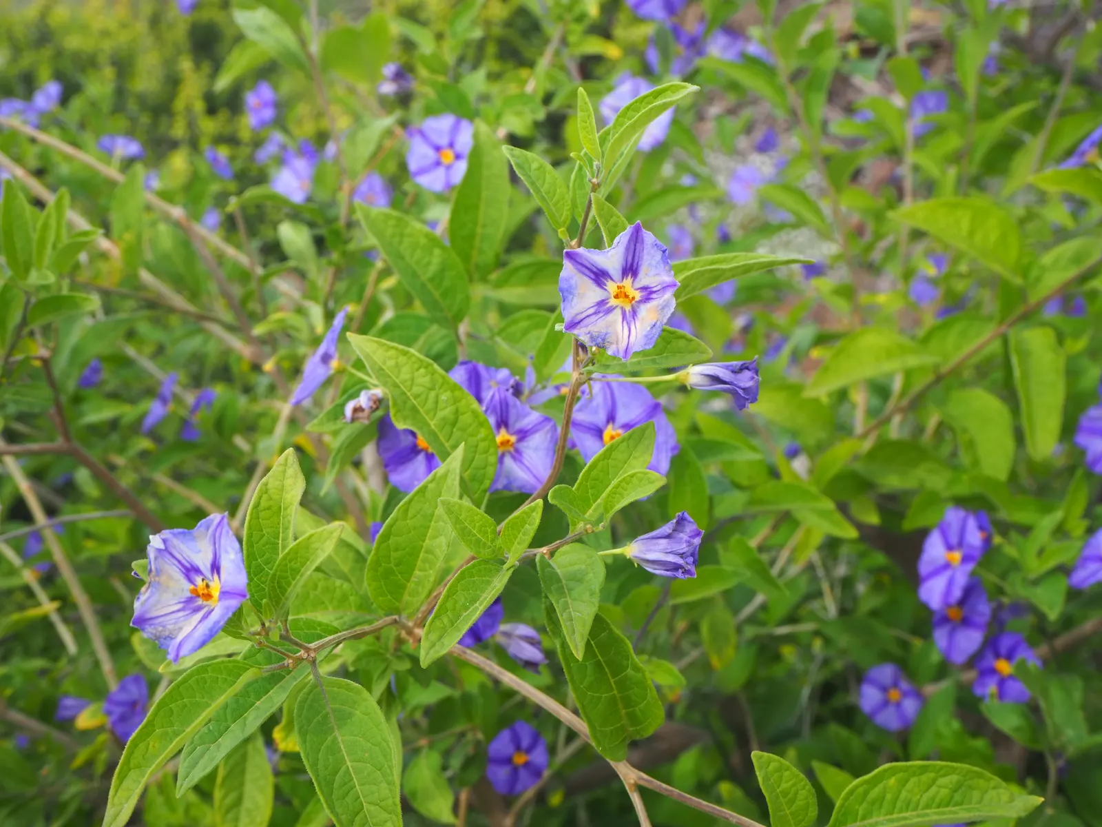 Blue Potato Bush (Lycianthes Rantonnetii) — commonly termed Blue Potato Bush