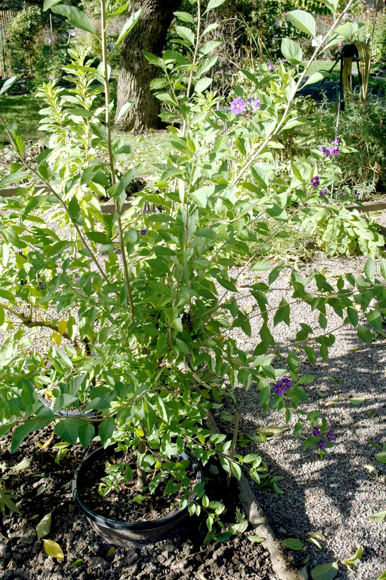 Blue Potato Bush (Lycianthes Rantonnetii) — The true glory of the Blue Potato Bush lies in its profusion of violet-blue blossoms