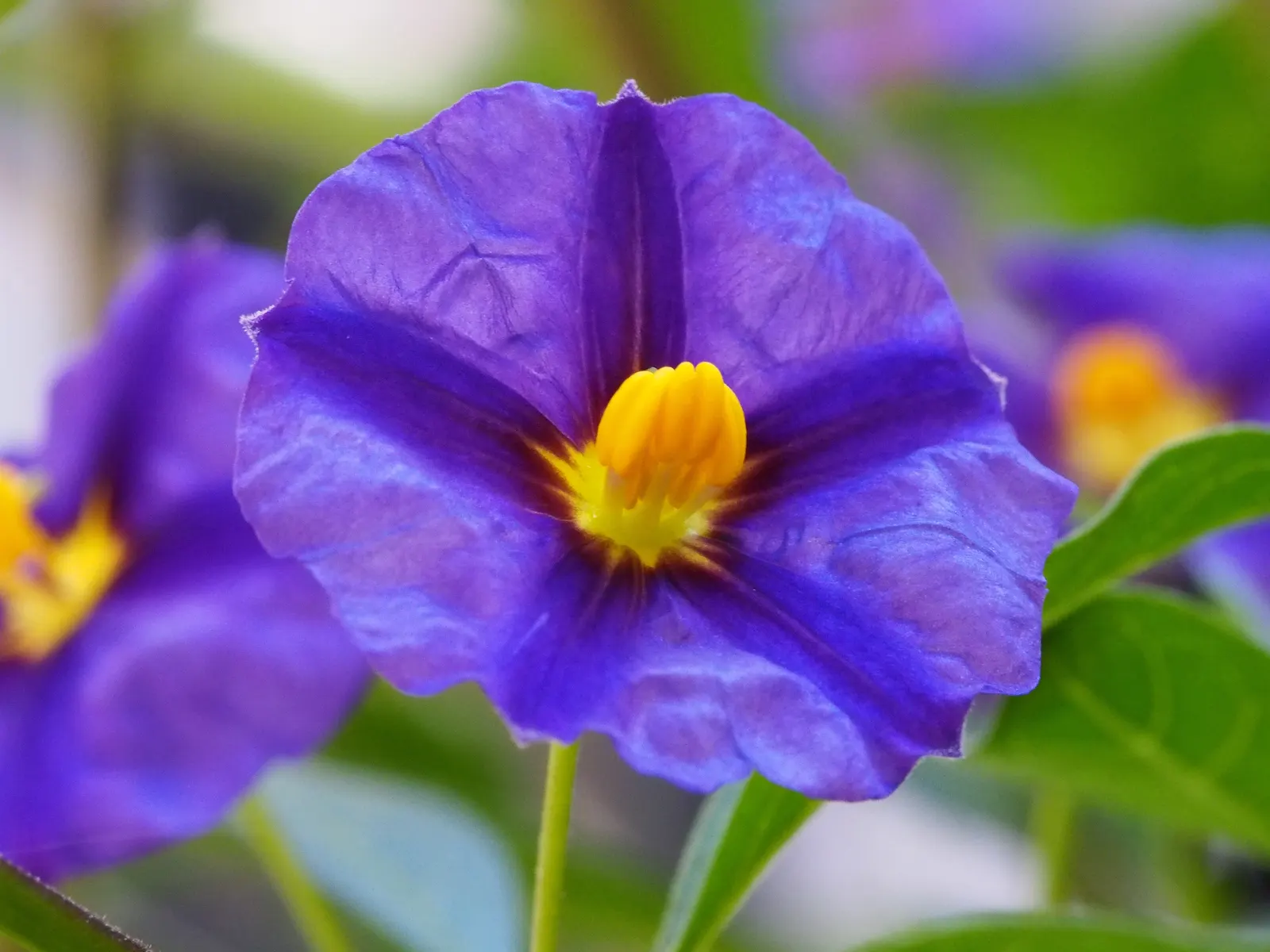 Blue Potato Bush (Lycianthes Rantonnetii) — profuse rich purple-blue flowers; making it suitable for a variety of landscaping situations