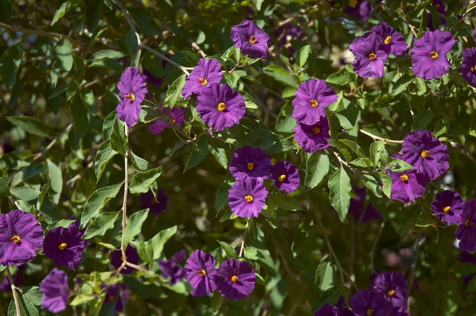 Blue Potato Bush (Lycianthes Rantonnetii) — In regions subject to frost, it can be treated as a perennial or potted and brought indoors to, image 69
