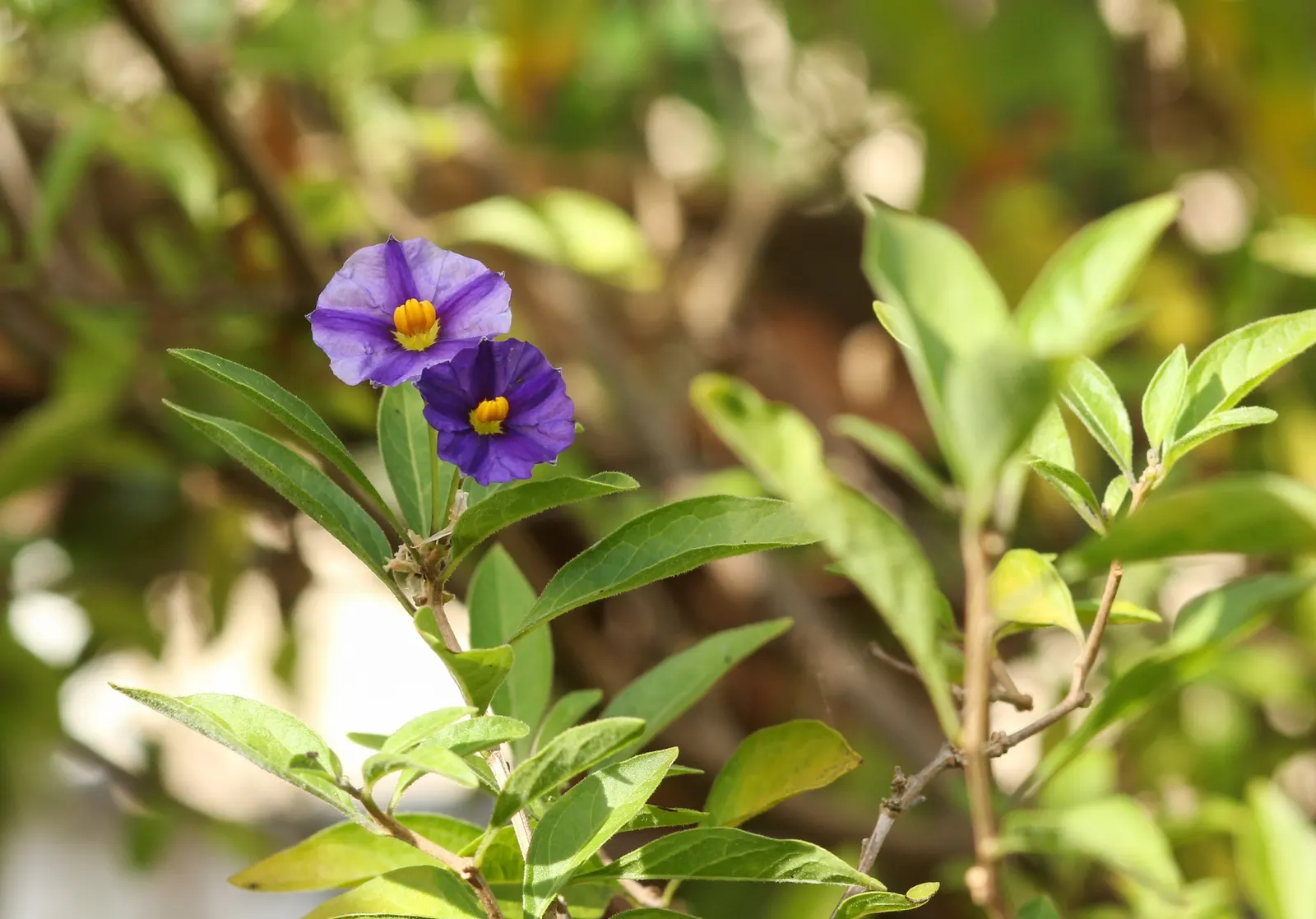 Blue Potato Bush (Lycianthes Rantonnetii) — Typically reaching heights of 6 to 8 feet with a similar spread