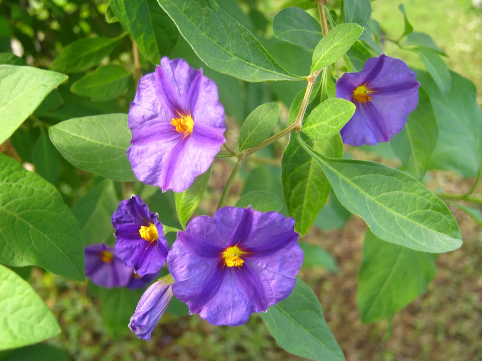 Blue Potato Bush (Lycianthes Rantonnetii) — this plant boasts a naturally mounding form that can be sculpted into more formal shapes if desired