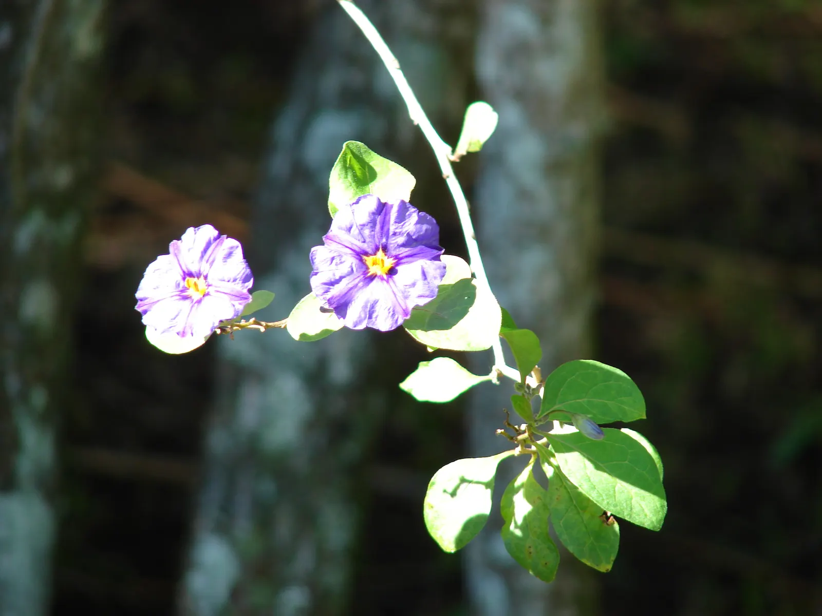 Blue Potato Bush (Lycianthes Rantonnetii) — which resemble those of its nightshade family relatives, image 63