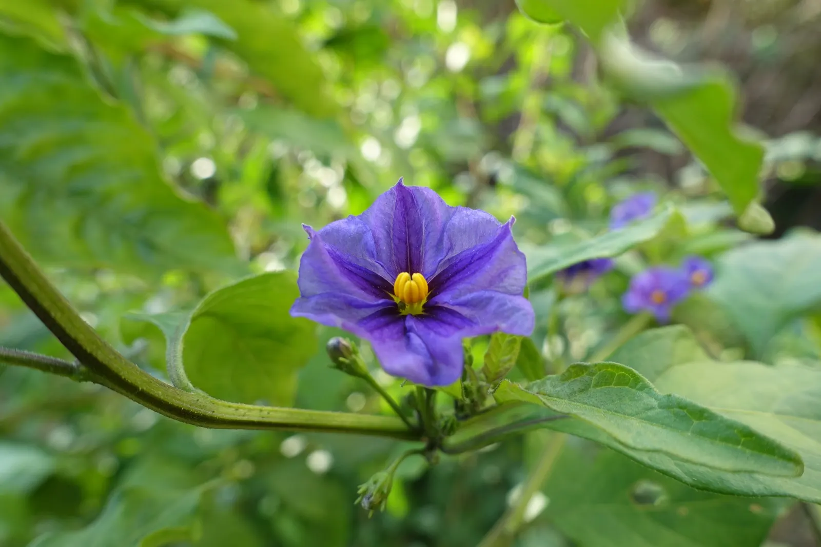 Blue Potato Bush (Lycianthes Rantonnetii) — which resemble those of its nightshade family relatives, image 38