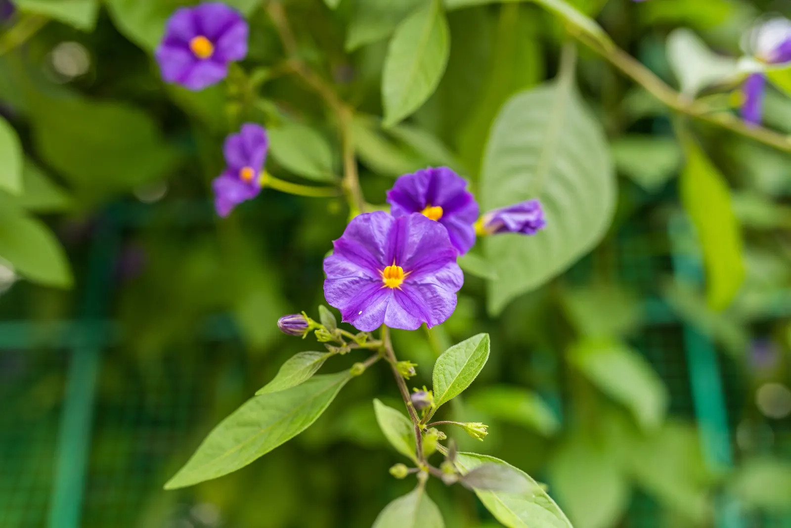 Blue Potato Bush (Lycianthes Rantonnetii) — blue and purple flowers in the garden; is an enchanting evergreen shrub that can add a touch of exotic, image 73