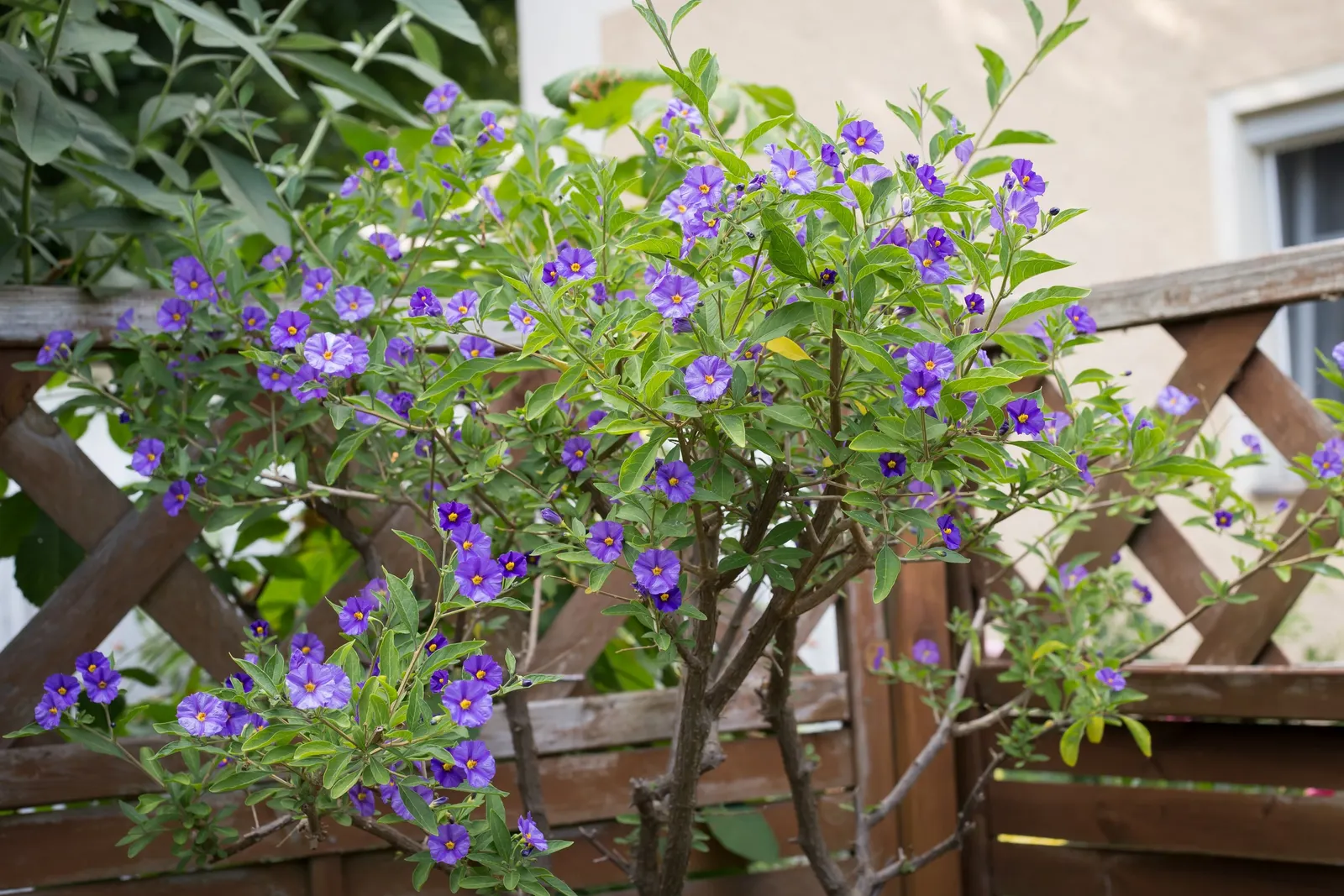 Blue Potato Bush (Lycianthes Rantonnetii) — With occasional deadheading and some fertilization; in regions subject to frost, it can be treated as a perennial