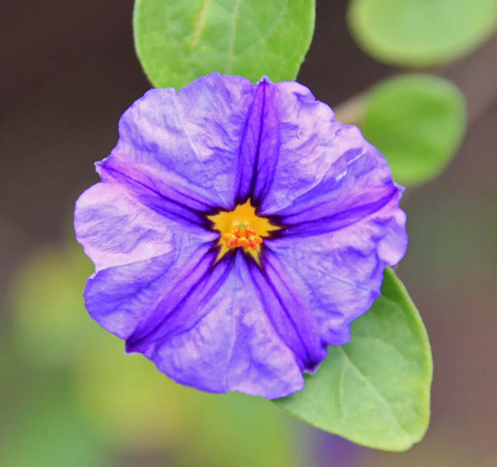 Blue Potato Bush (Lycianthes Rantonnetii) — creating a striking display against the dark green leaves; pruning encourages bushiness and flowering