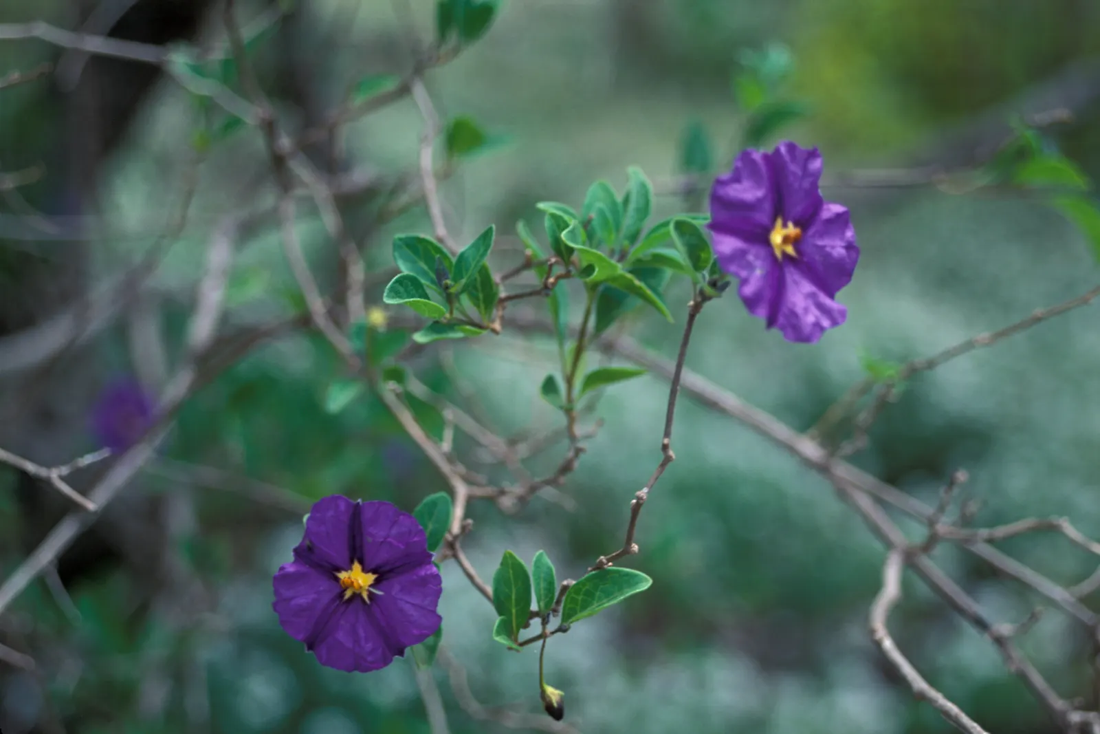 Blue Potato Bush (Lycianthes Rantonnetii) — profuse rich purple-blue flowers; making it suitable for a variety of landscaping situations, image 53