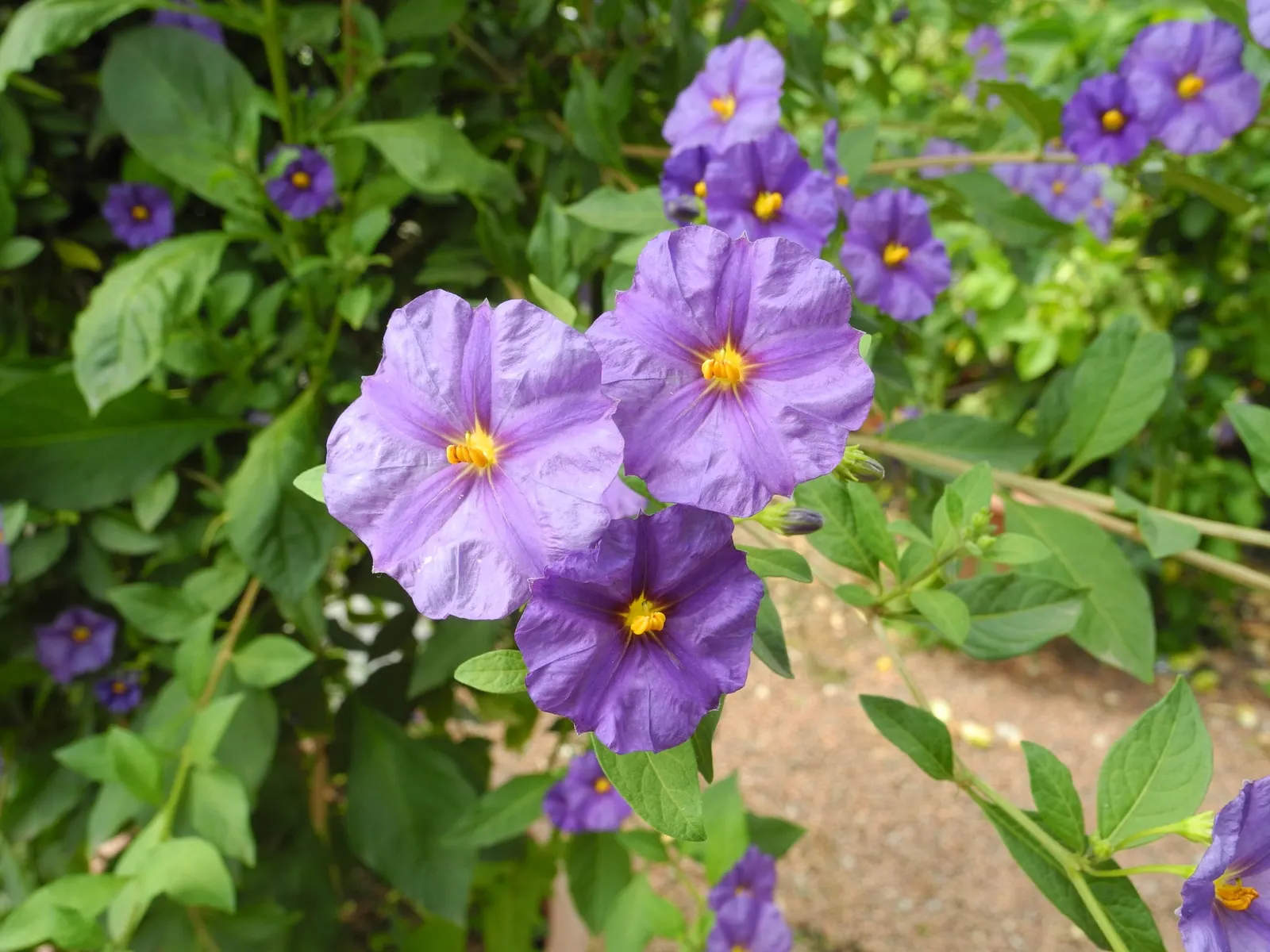 Blue Potato Bush (Lycianthes Rantonnetii) — Regular pruning not only maintains the desired shape but also encourages more prolific blooming