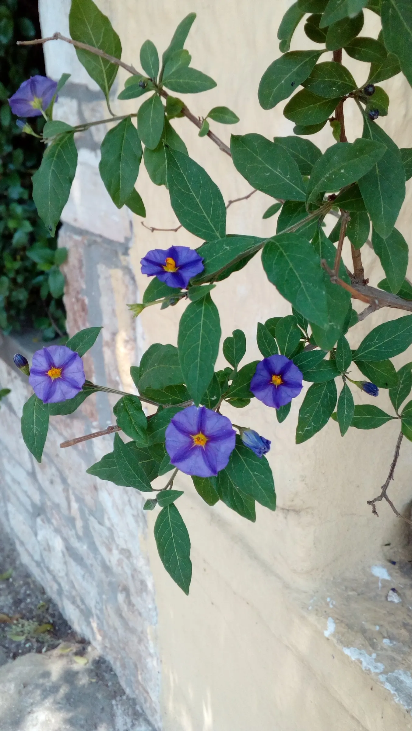 Blue Potato Bush (Lycianthes Rantonnetii) — evergreen shrub reaching heights of up to 6 feet with an equal spread