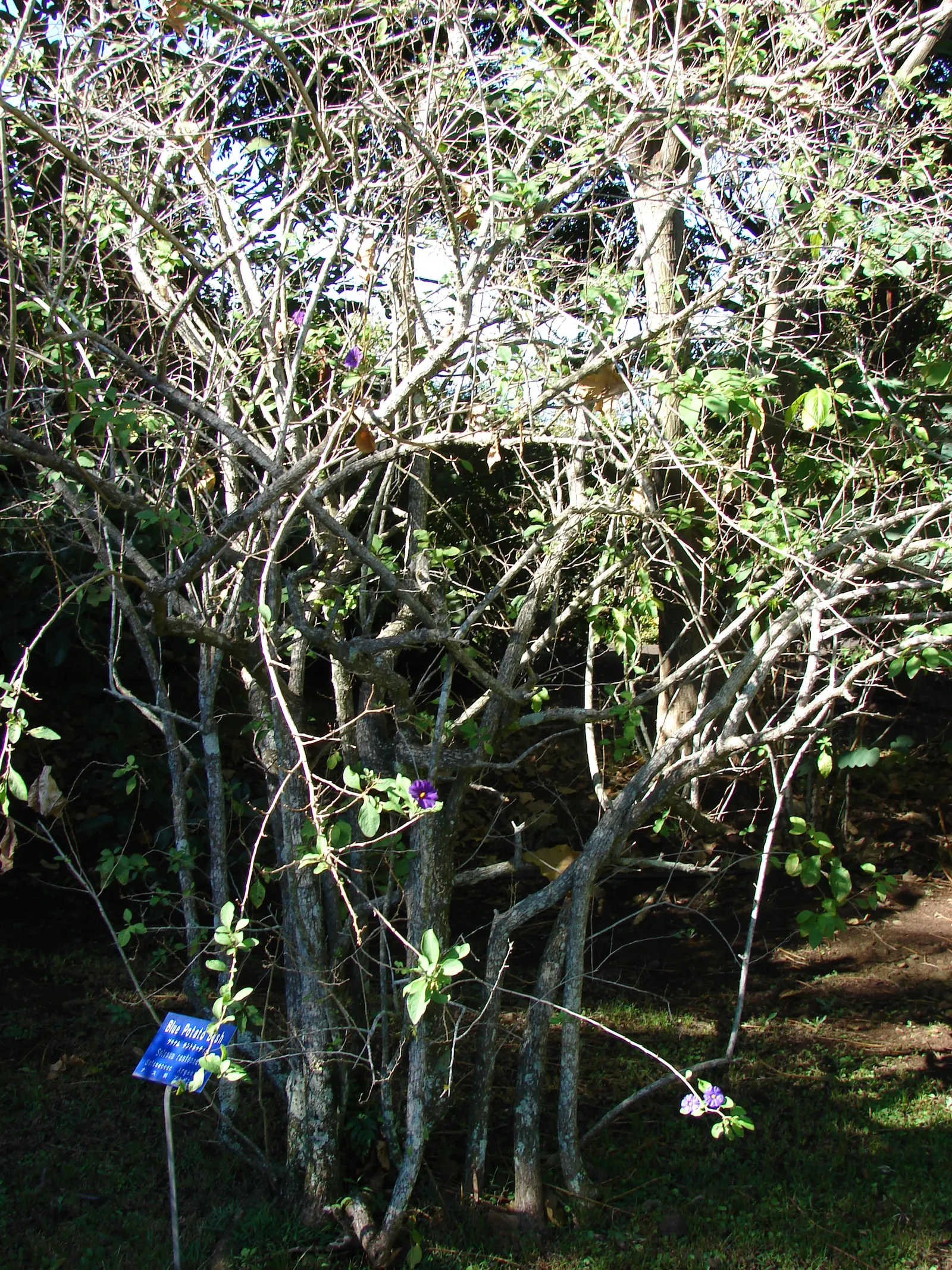 Blue Potato Bush (Lycianthes Rantonnetii) — Its slender stems and foliage create a relatively dense habit; shrub / vine with blue and purple blooms, image 61