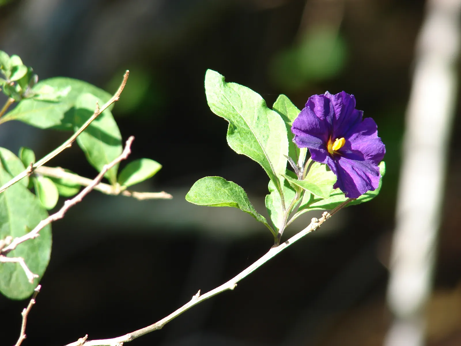 Blue Potato Bush (Lycianthes Rantonnetii) — creating a striking display against the dark green leaves; pruning encourages bushiness and flowering, image 80