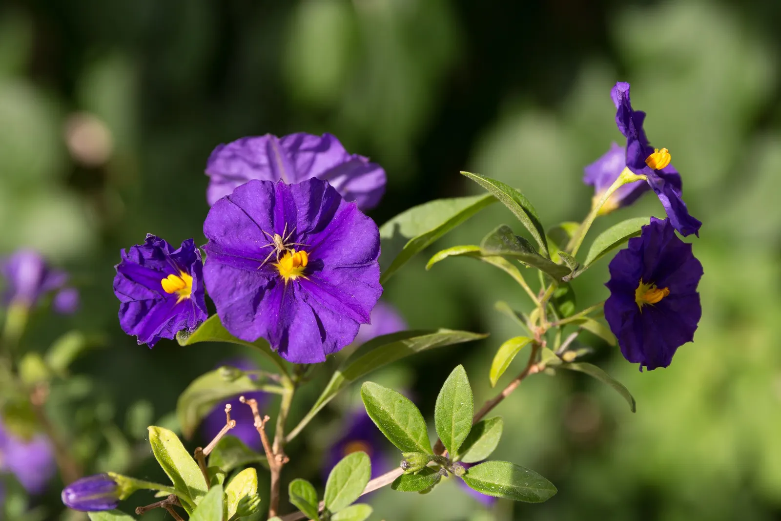 Blue Potato Bush (Lycianthes Rantonnetii) — Typically reaching heights of 6 to 8 feet with a similar spread; this plant boasts a naturally mounding form that