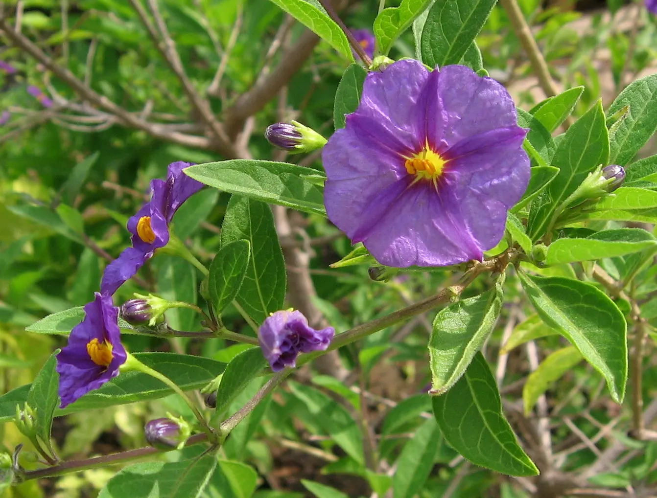 Blue Potato Bush (Lycianthes Rantonnetii) — The true glory of the Blue Potato Bush lies in its profusion of violet-blue blossoms; ideal for containers or as a