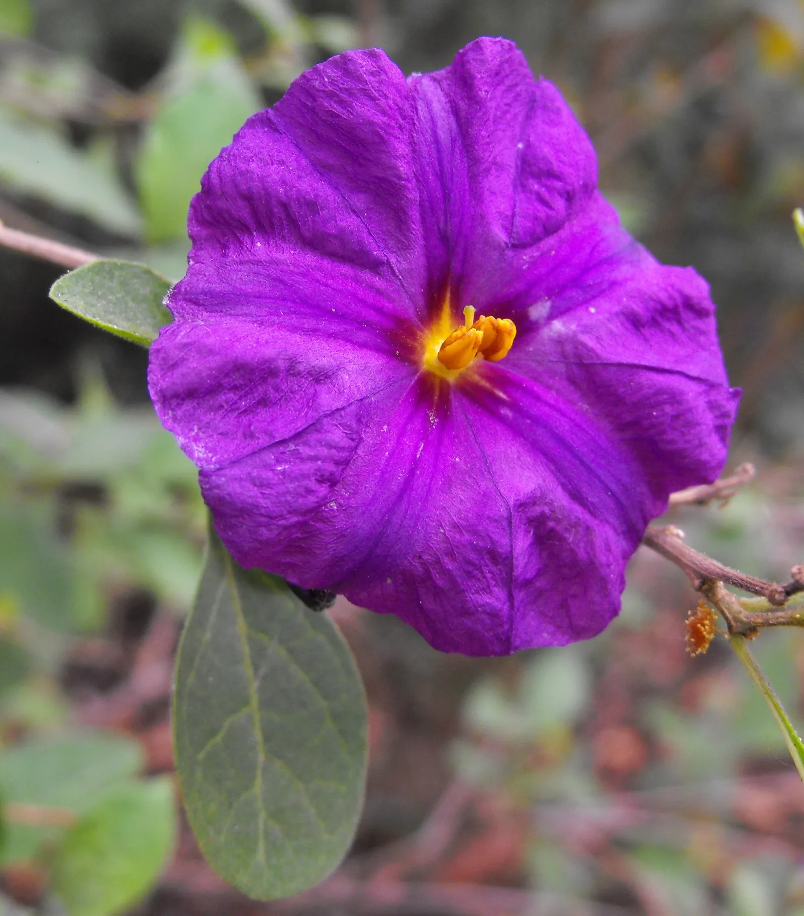 Blue Potato Bush (Lycianthes Rantonnetii) — Pruning encourages bushiness and flowering