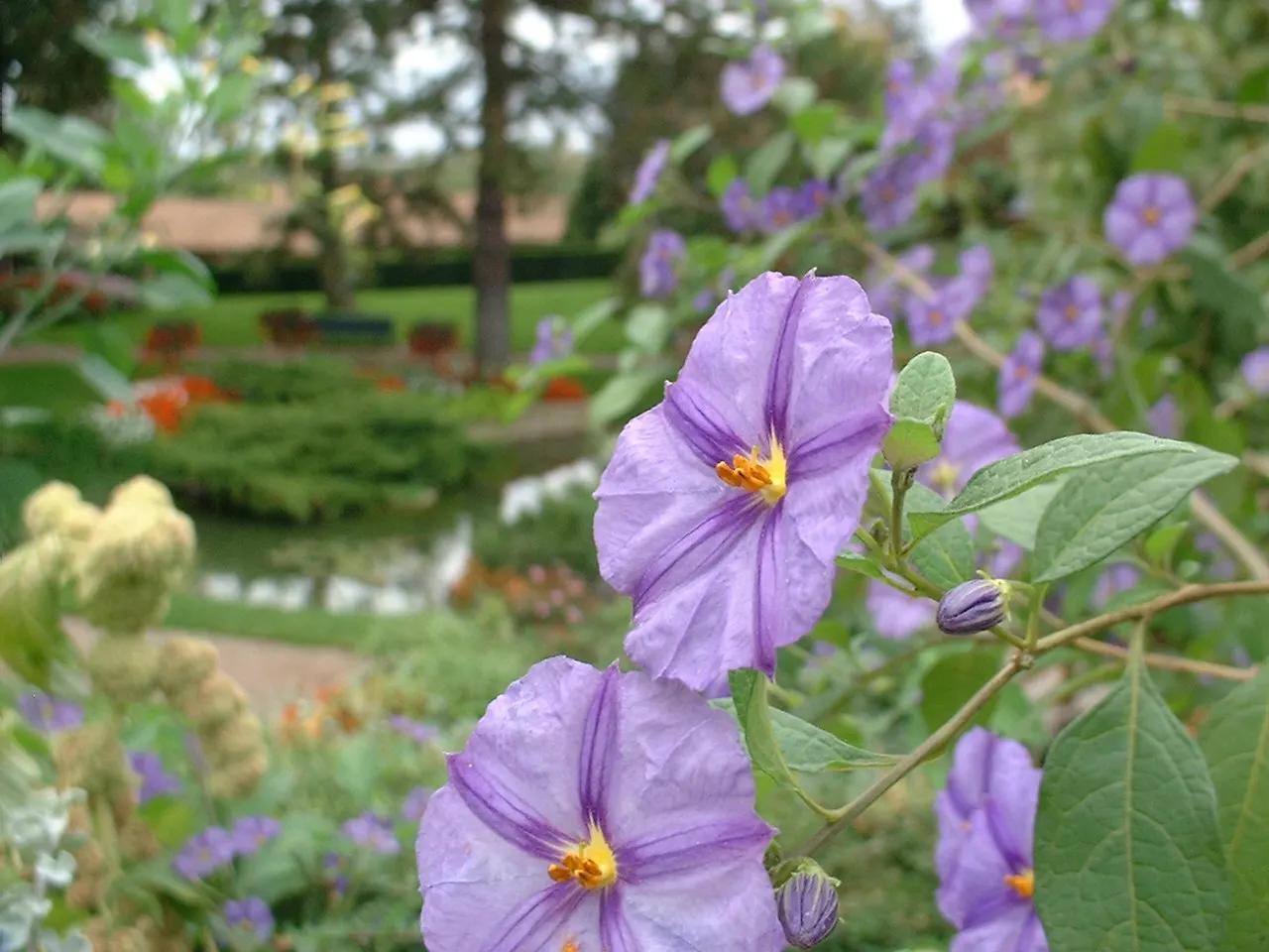 Blue Potato Bush (Lycianthes Rantonnetii) — shrub / vine for full or half; the Blue Potato Bush will be a resplendent addition to your client's garden