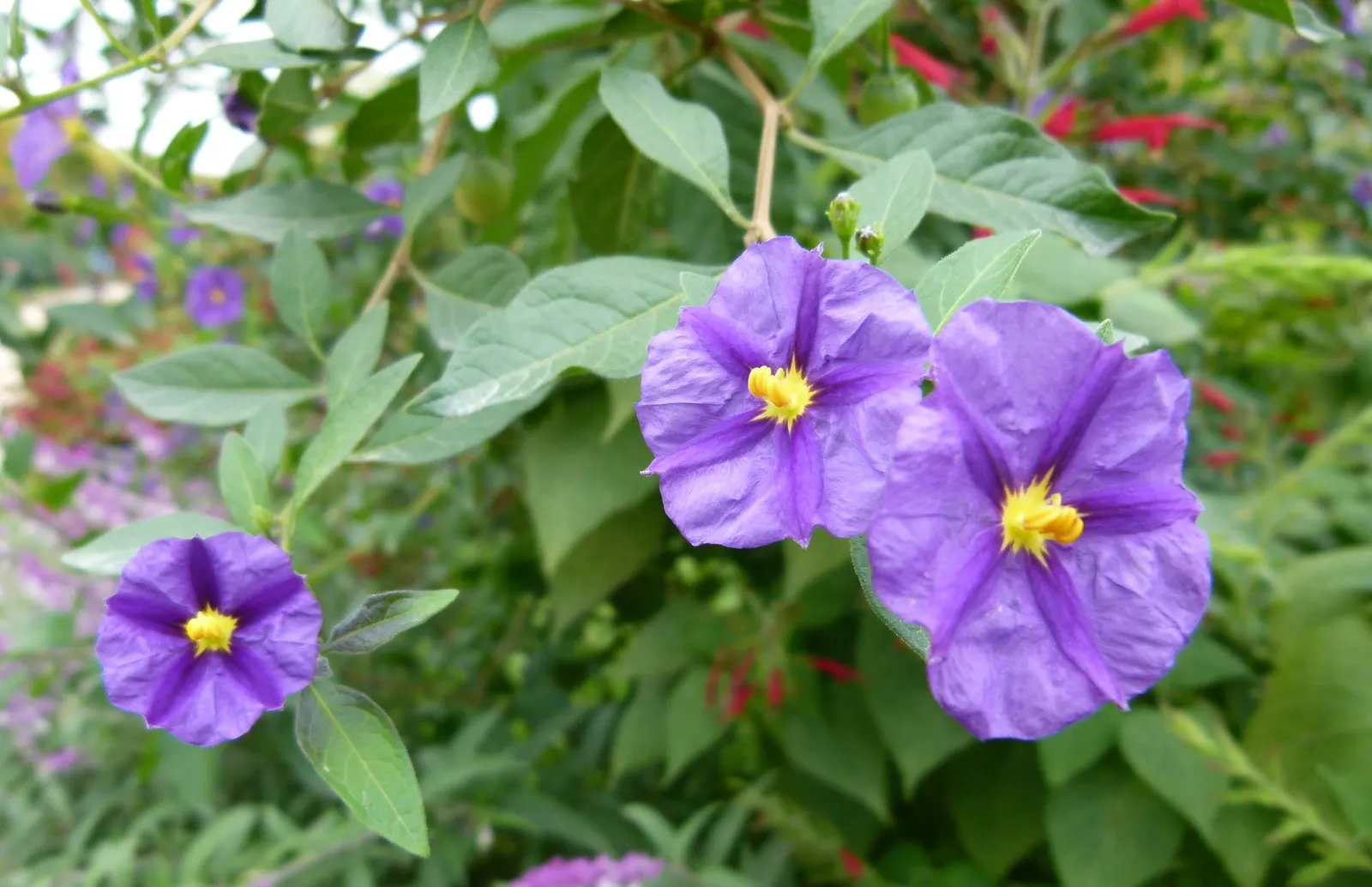 Blue Potato Bush (Lycianthes Rantonnetii) — Its slender stems and foliage create a relatively dense habit