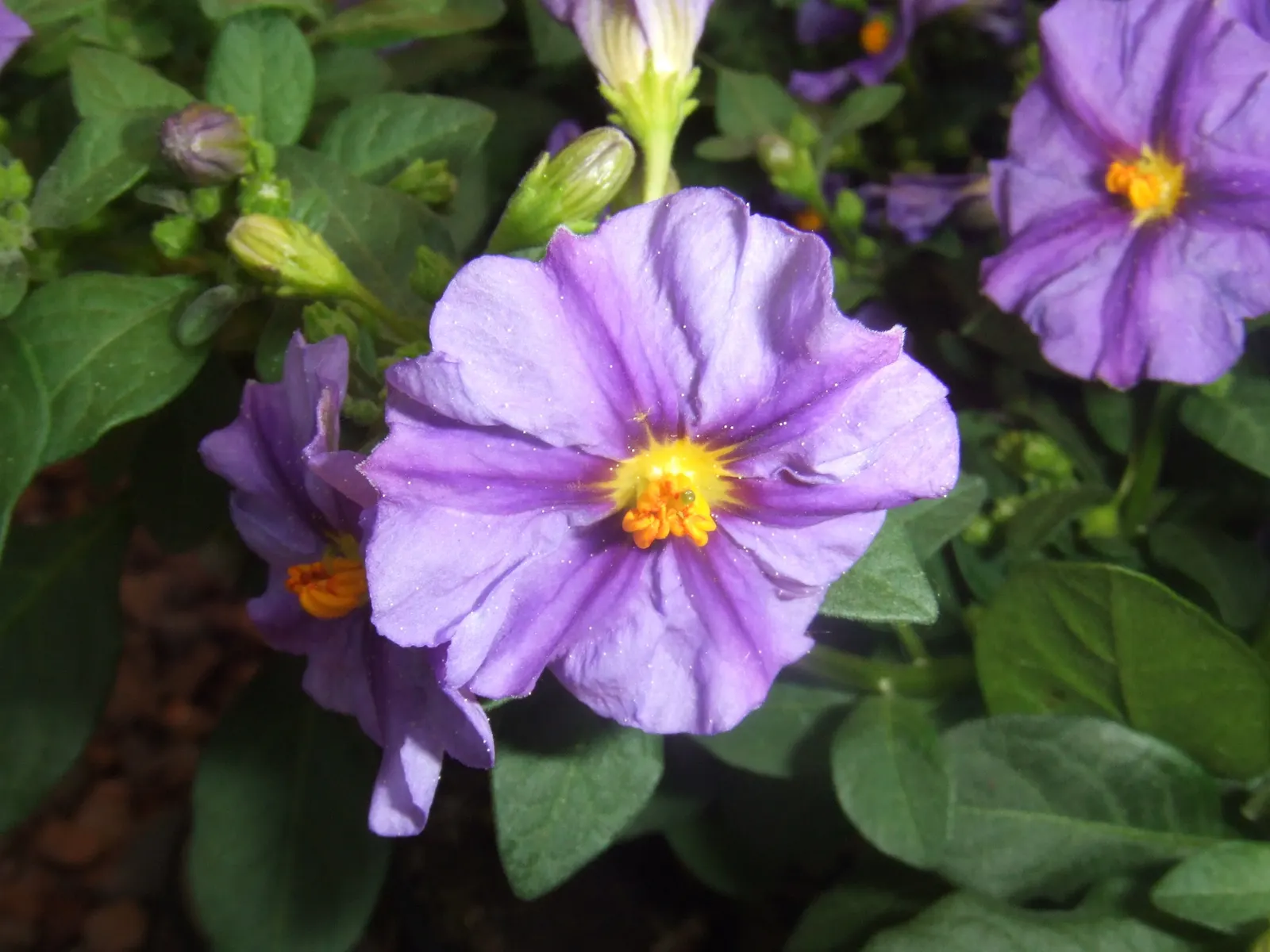 Blue Potato Bush (Lycianthes Rantonnetii) — With occasional deadheading and some fertilization