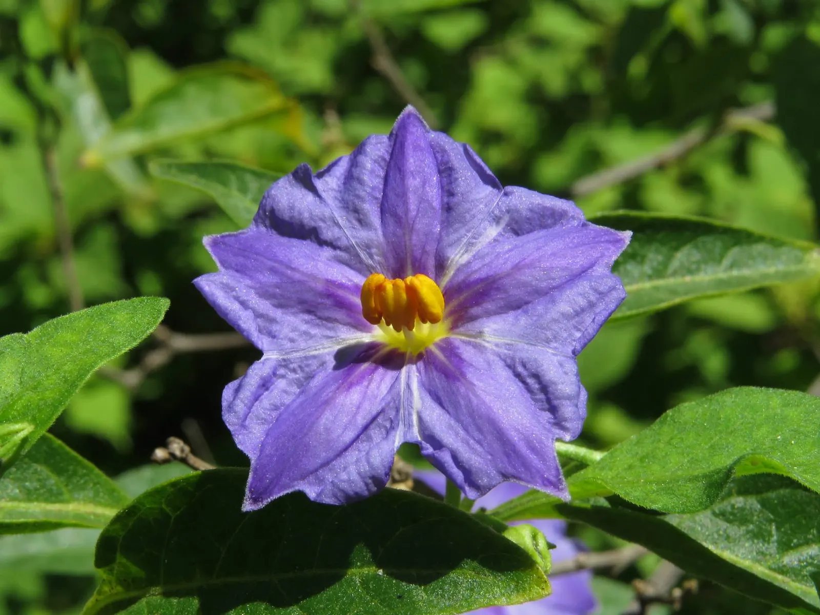 Blue Potato Bush (Lycianthes Rantonnetii) — is an enchanting evergreen shrub that can add a touch of exotic allure to any garden; profuse rich purple-blue