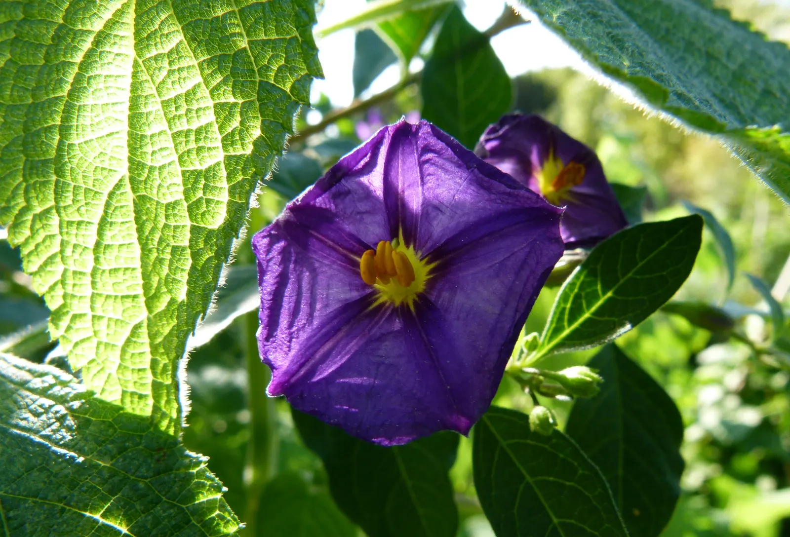 Blue Potato Bush (Lycianthes Rantonnetii) — creating a striking display against the dark green leaves; pruning encourages bushiness and flowering, image 55