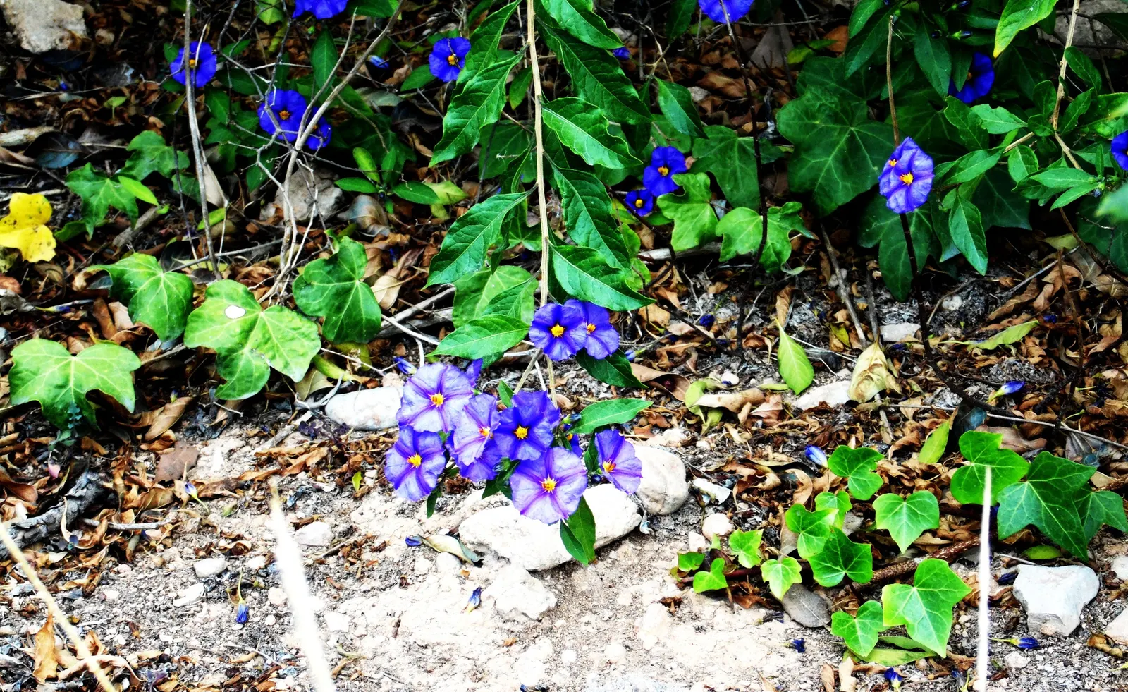 Blue Potato Bush (Lycianthes Rantonnetii) — shrub / vine with blue and purple blooms; bloom from spring through fall and even into winter in milder climates