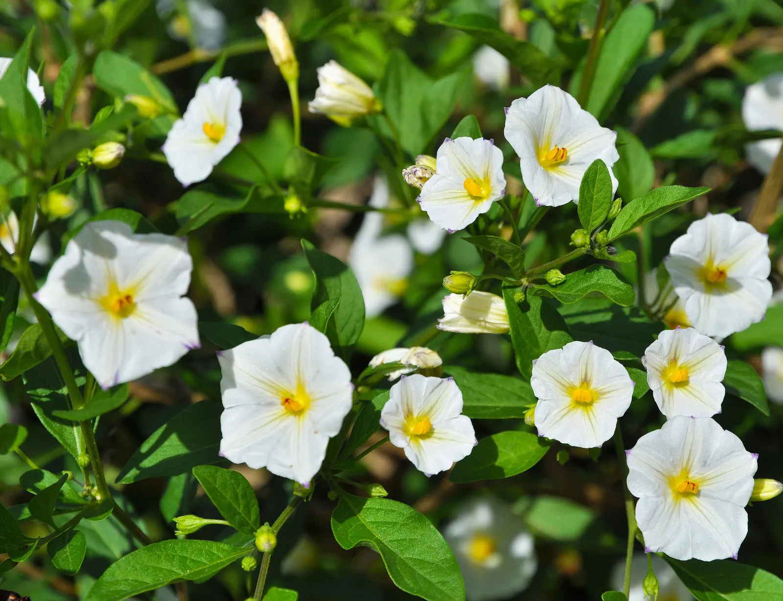Blue Potato Bush (Lycianthes Rantonnetii) — commonly termed Blue Potato Bush; blooms from summer to fall, image 76