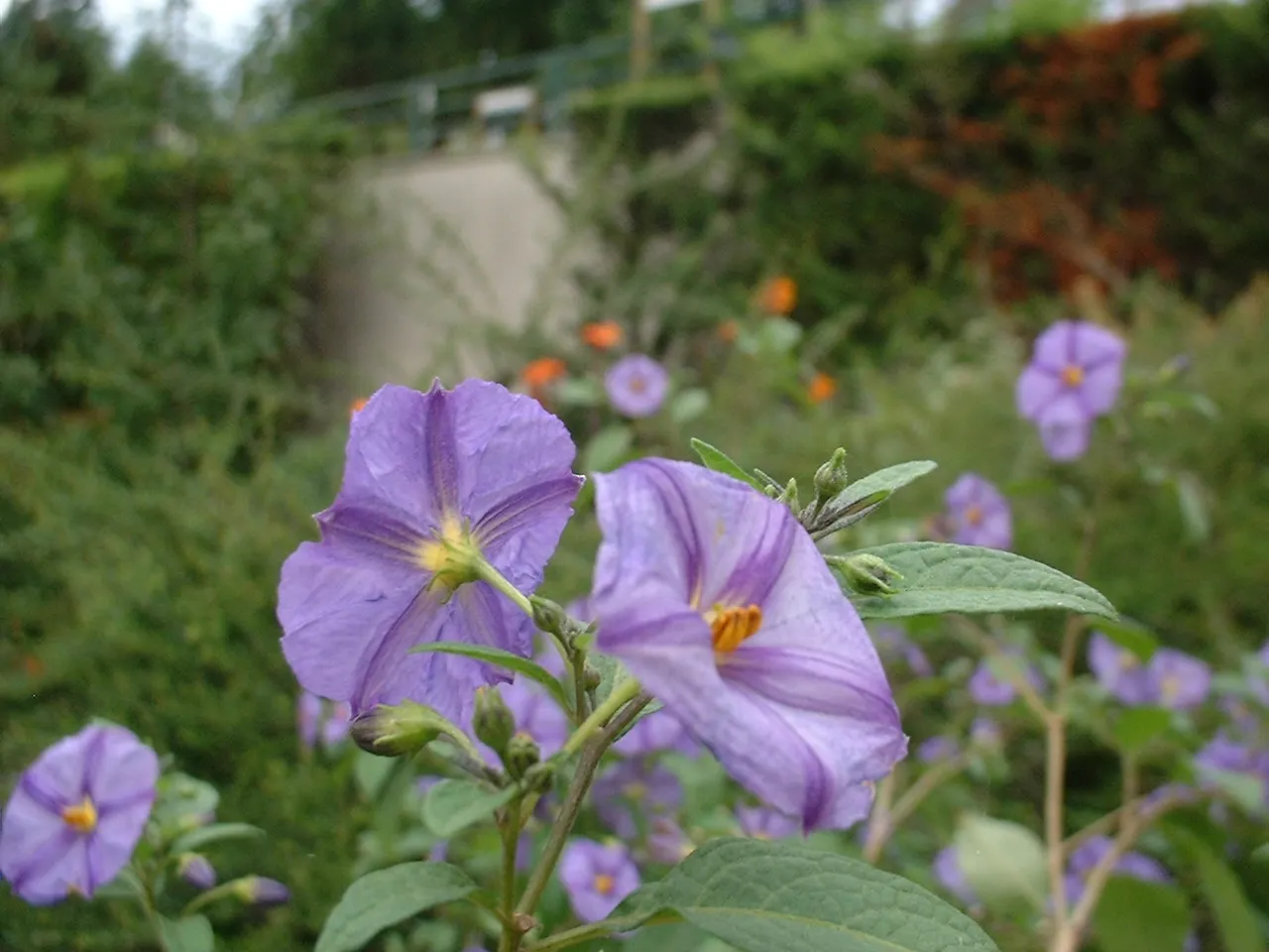 Blue Potato Bush (Lycianthes Rantonnetii) — exhibits moderate drought tolerance; providing a long season of visual interest.<br><br>Preferring full, image 67