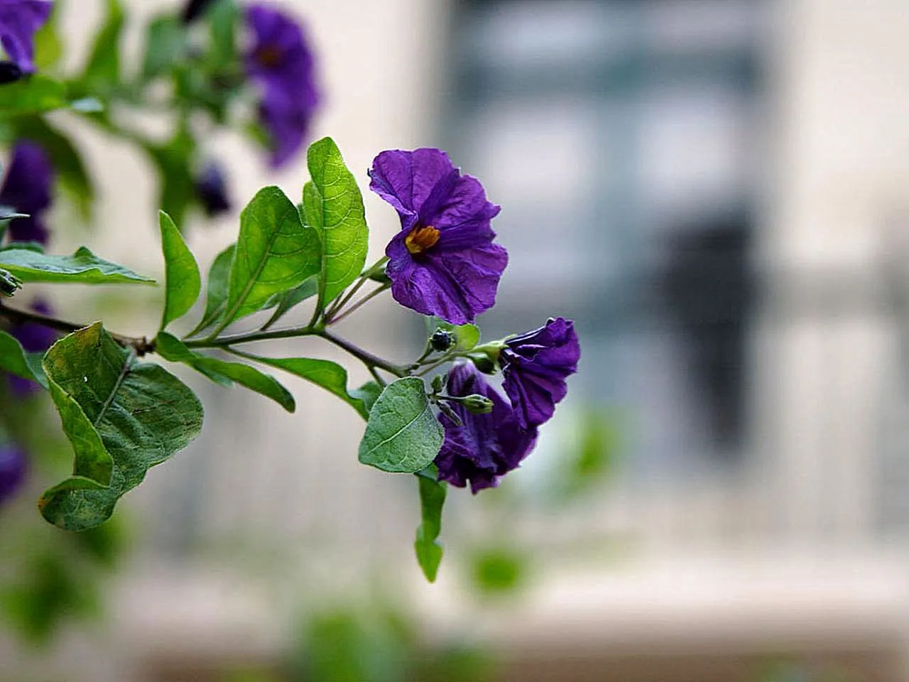 Blue Potato Bush (Lycianthes Rantonnetii) — In regions subject to frost, it can be treated as a perennial or potted and brought indoors to overwinter; creating
