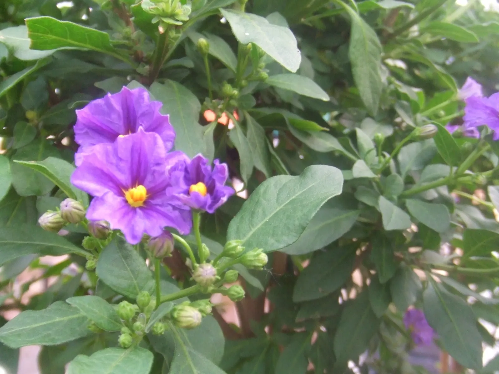Blue Potato Bush (Lycianthes Rantonnetii) — Typically reaching heights of 6 to 8 feet with a similar spread; this plant boasts a naturally mounding, image 59