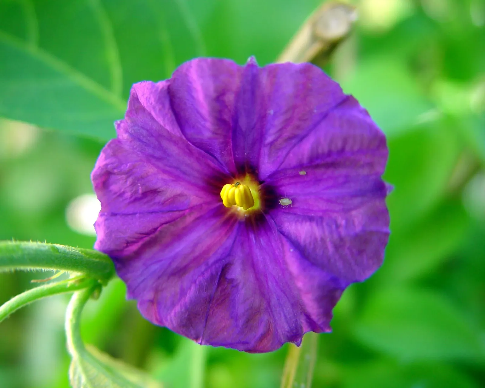 Blue Potato Bush (Lycianthes Rantonnetii) — making it suitable for a variety of landscaping situations