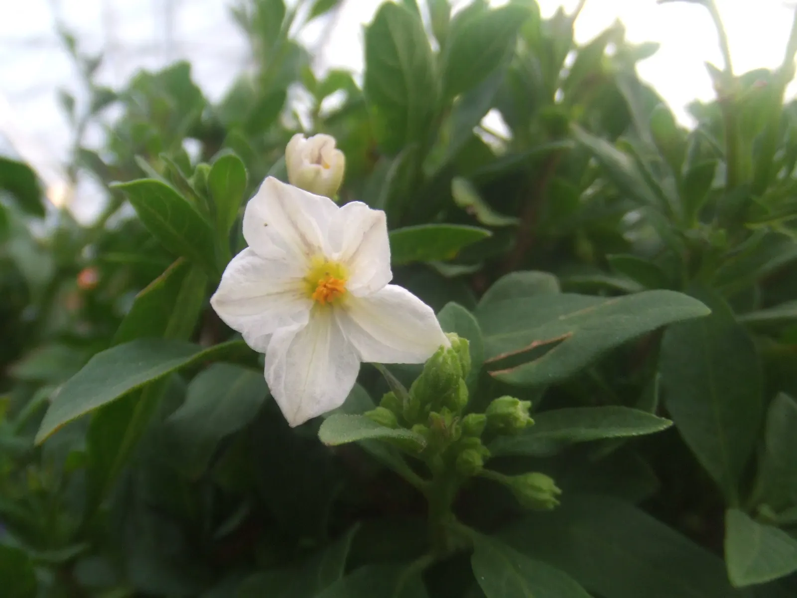 Blue Potato Bush (Lycianthes Rantonnetii) — With occasional deadheading and some fertilization; in regions subject to frost, it can be treated as a, image 71