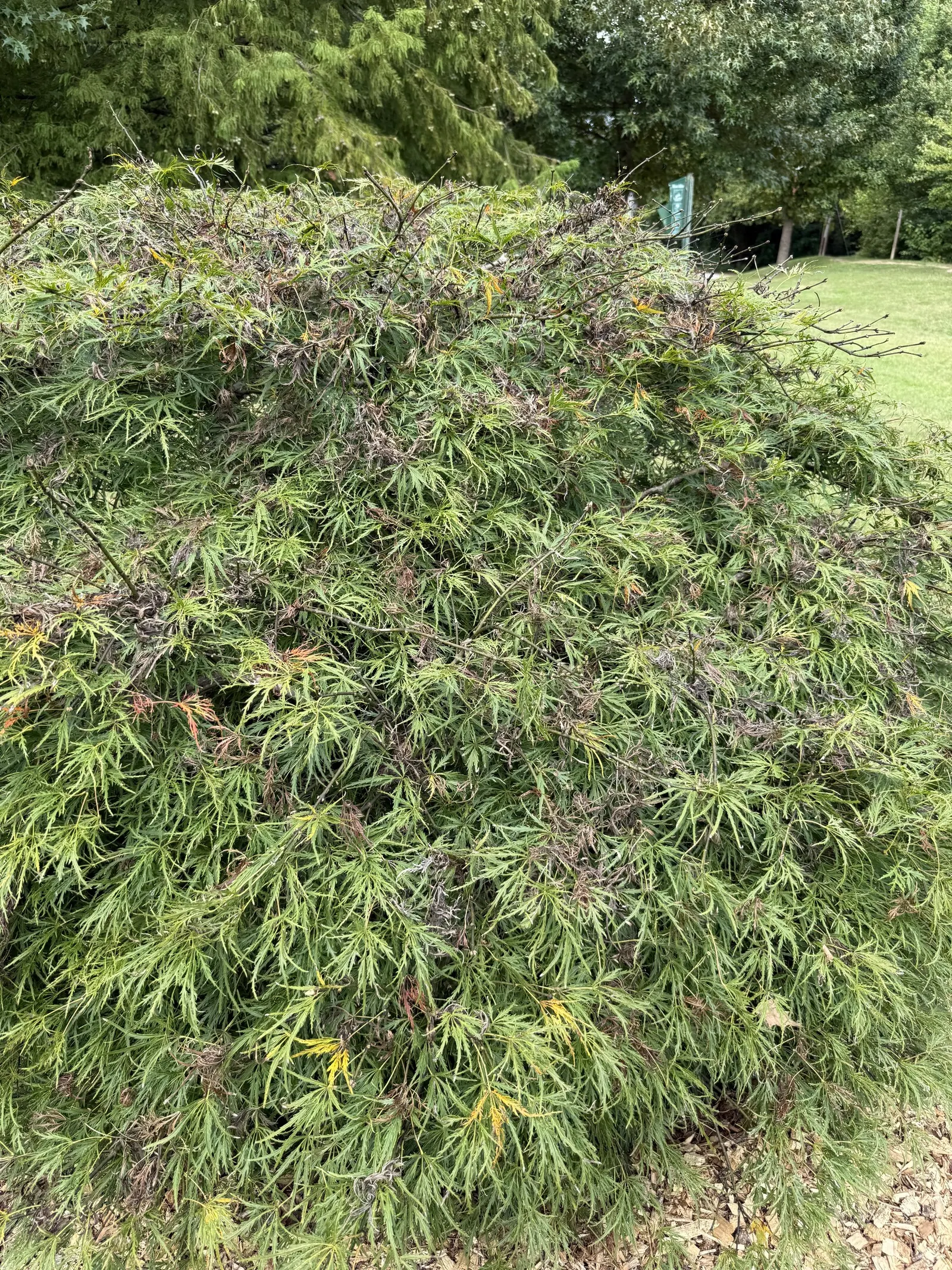 Laceleaf Japanese Maple (Acer Palmatum 'Dissectum Viridis') — This deciduous shrub or small tree typically grows at a slow to moderate rate