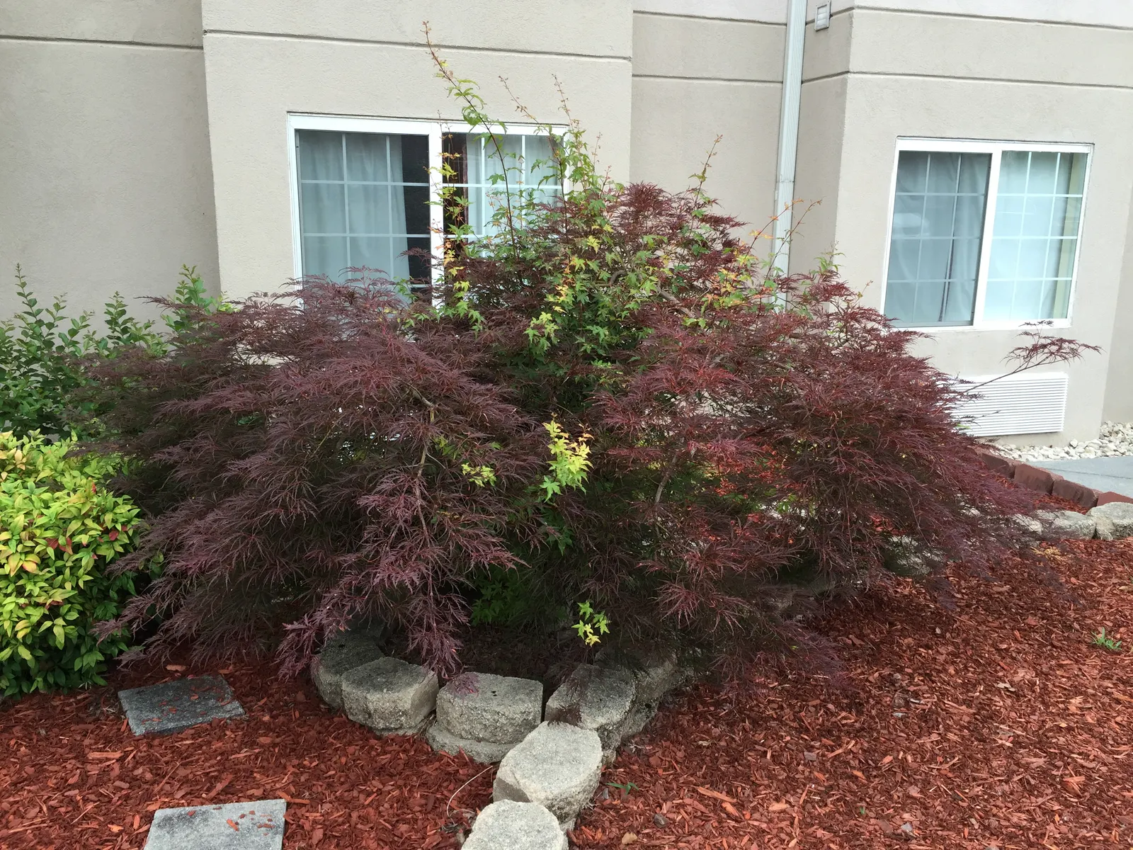 Laceleaf Japanese Maple (Acer Palmatum 'Dissectum Viridis') — with a weeping form that creates an elegant focal point in any garden