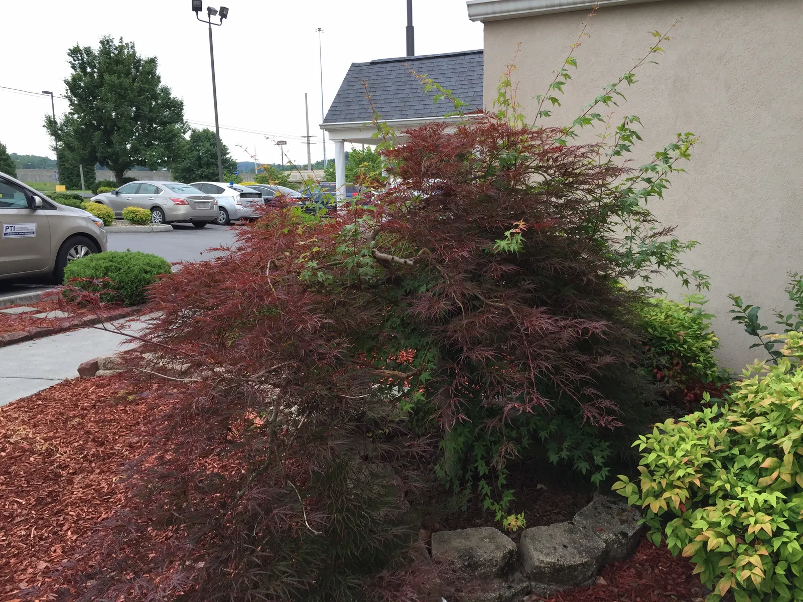 Laceleaf Japanese Maple (Acer Palmatum 'Dissectum Viridis') — is a breathtaking specimen revered for its ornamental appeal and is a true jewel in any landscape
