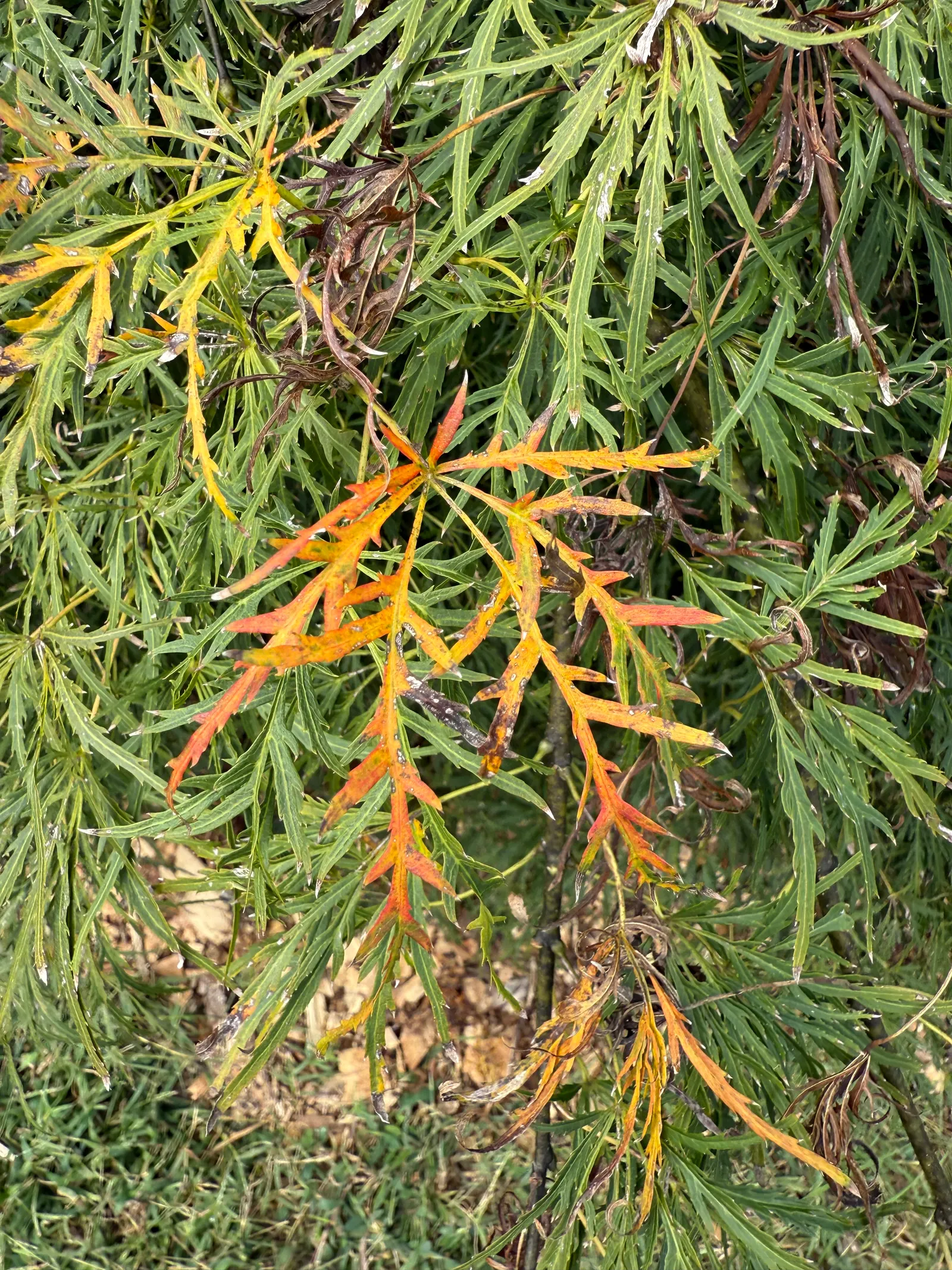 Laceleaf Japanese Maple (Acer Palmatum 'Dissectum Viridis') — This maple prefers a sheltered location with partial to full sunlight and well-drained, acidic to