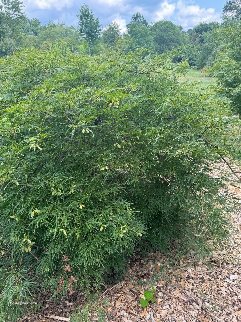 Laceleaf Japanese Maple (Acer Palmatum 'Dissectum Viridis') — with a comparable spread of 8 to 12 feet