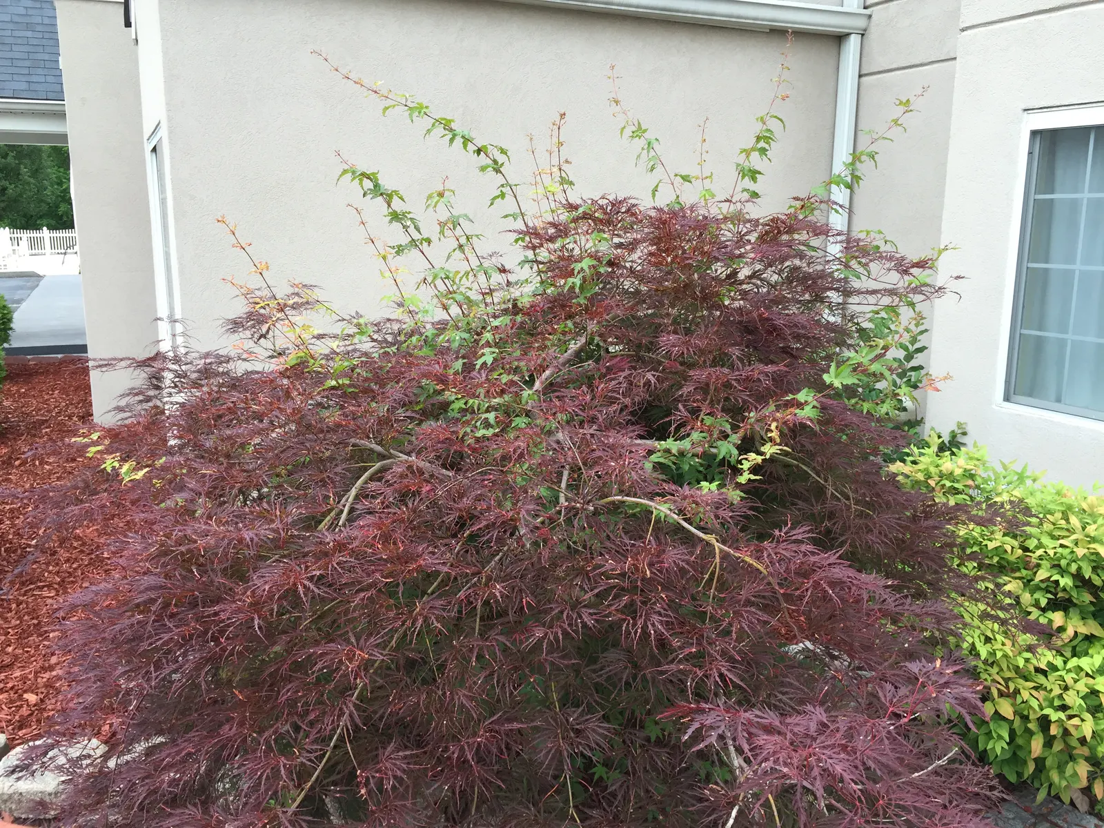 Laceleaf Japanese Maple (Acer Palmatum 'Dissectum Viridis') — Ample moisture is crucial